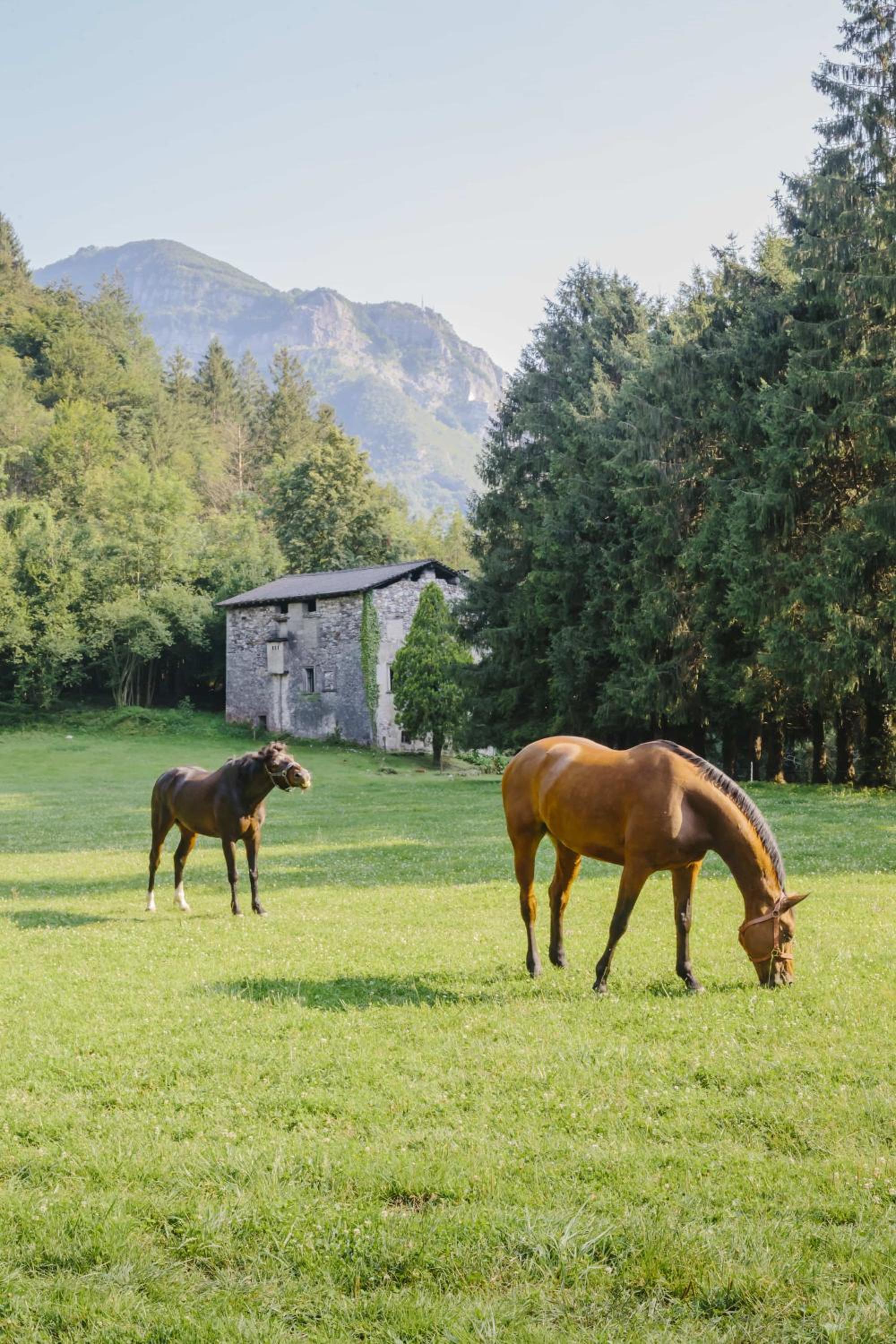 Agriturismo Ferdy