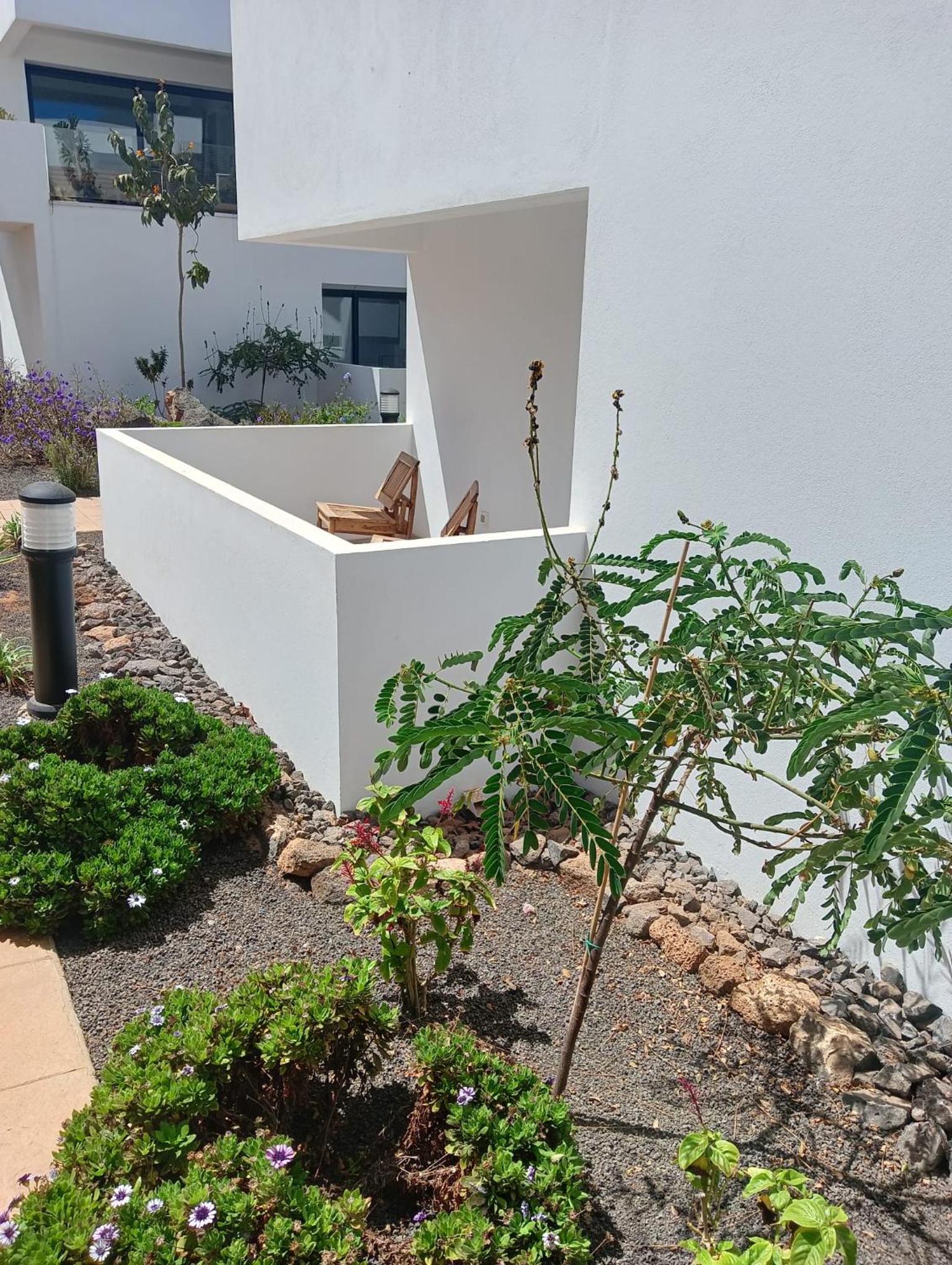 Aulaga