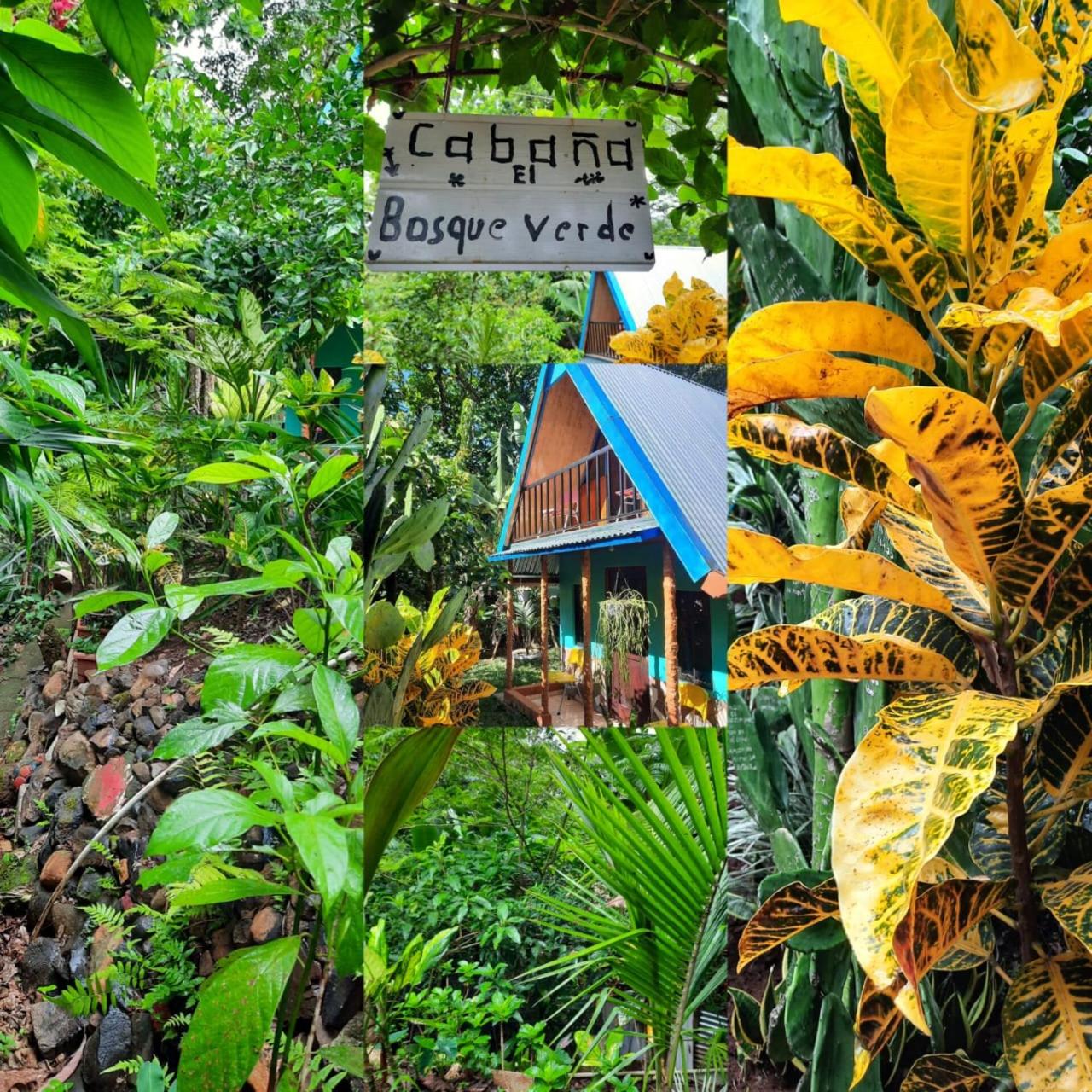 Cabaña bosque verde