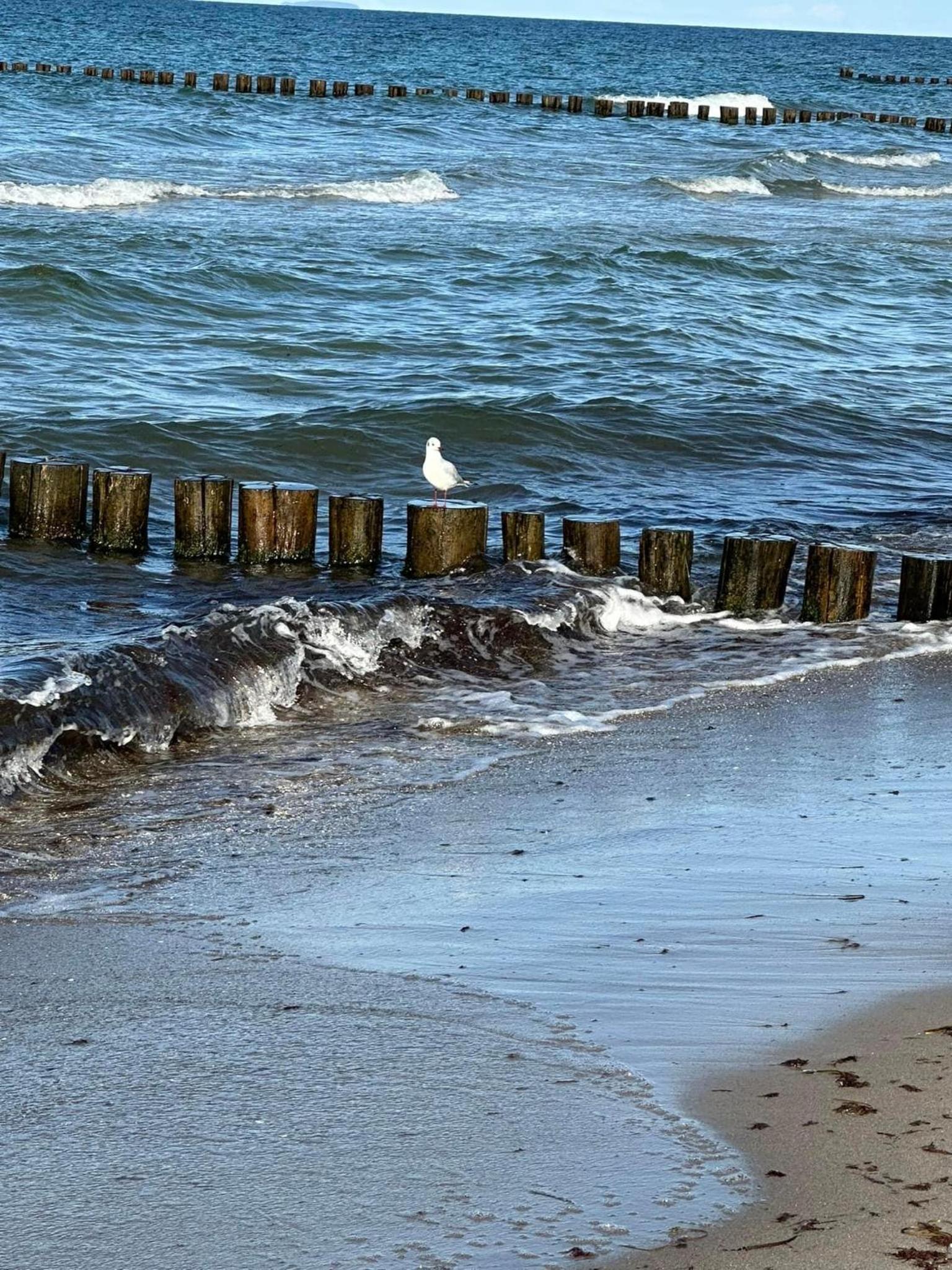 Het Zeepaardje
