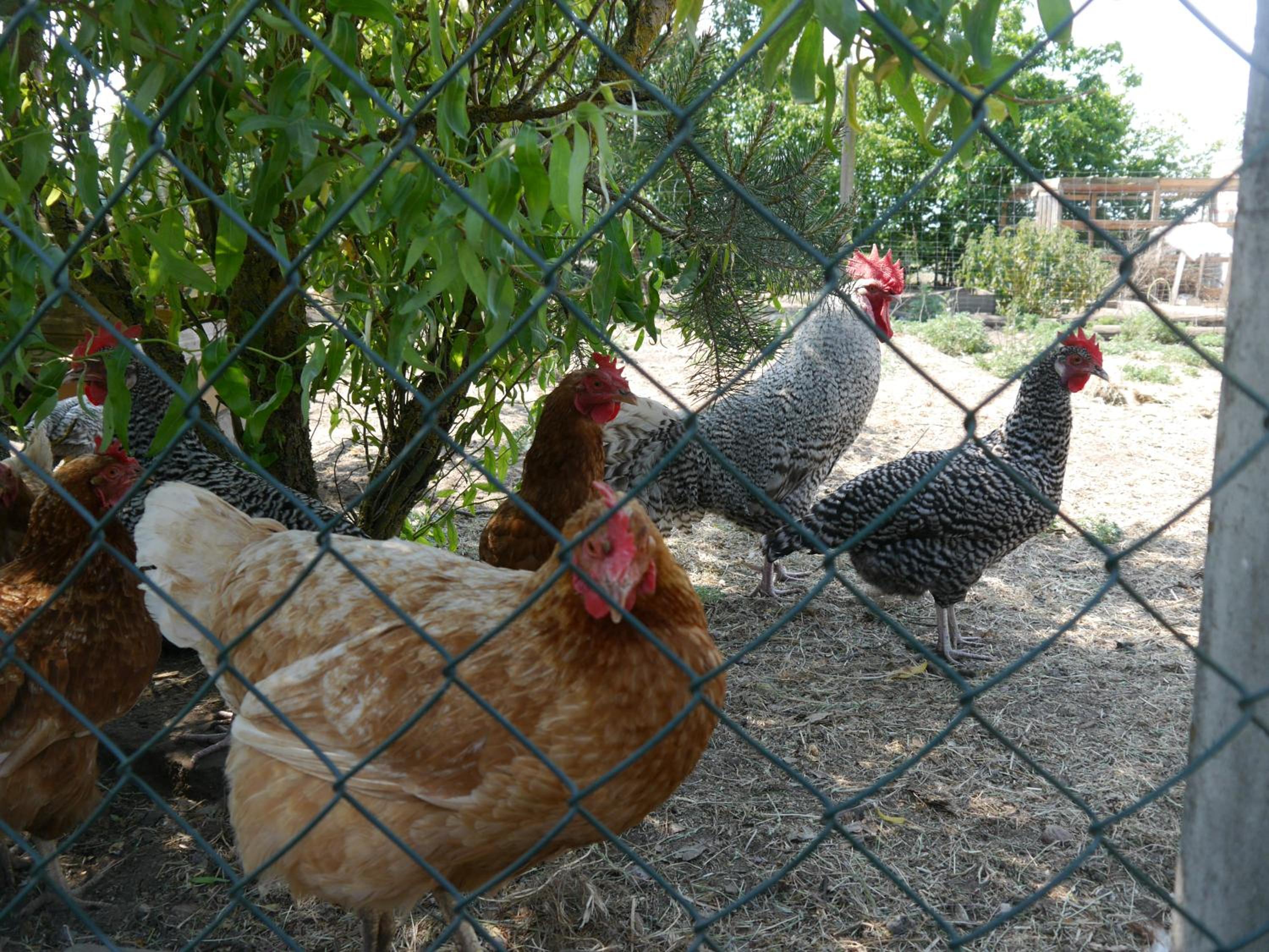 Ferienwohnung mit Terrasse in der Uckermark