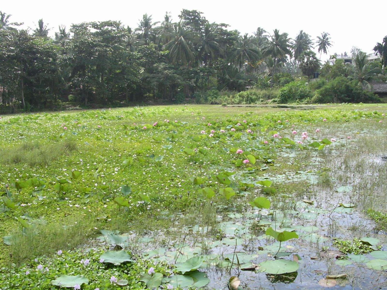 Sri Beach Bungalows And Villa