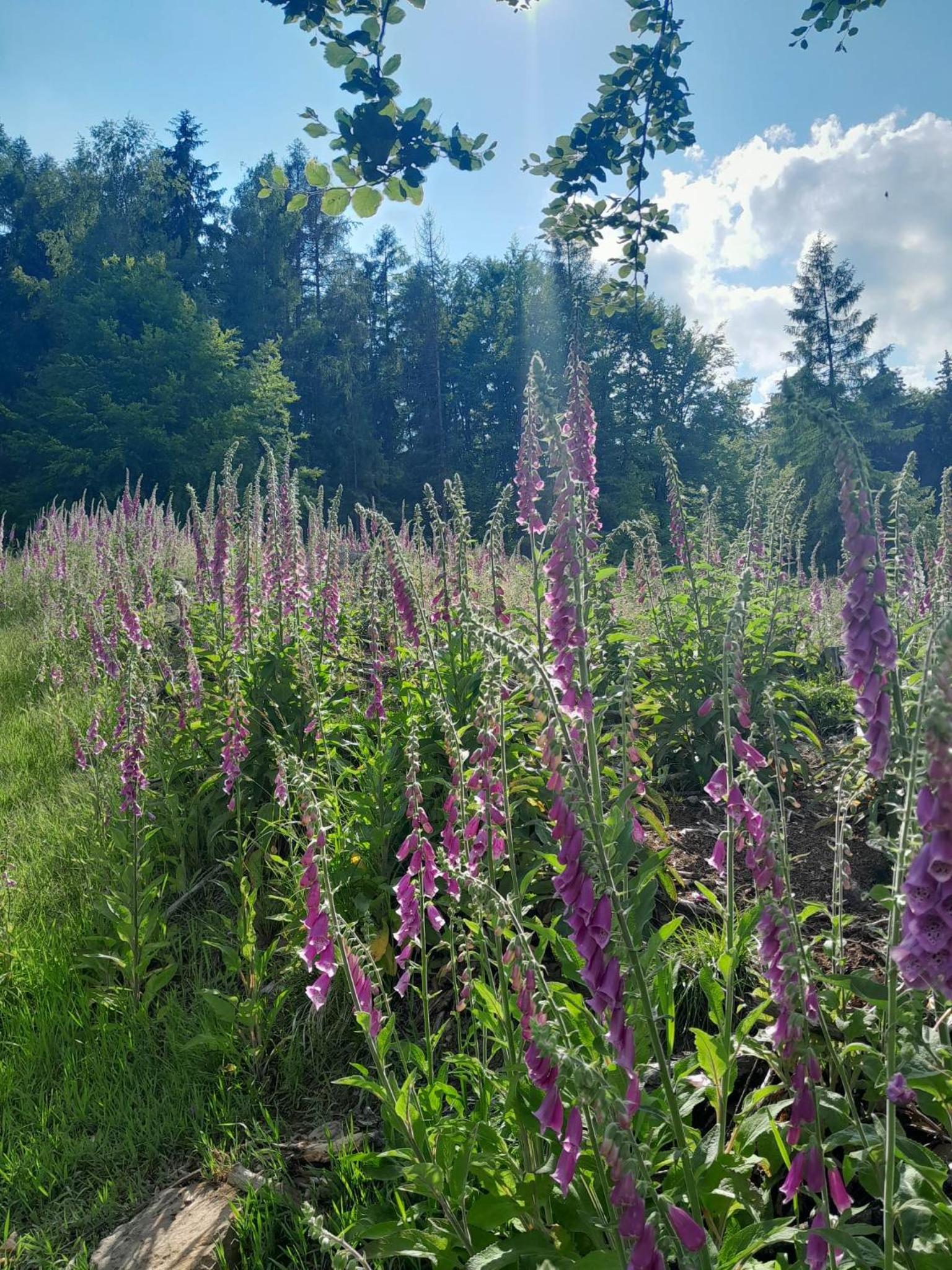 Chaloupka Pod jabloněmi