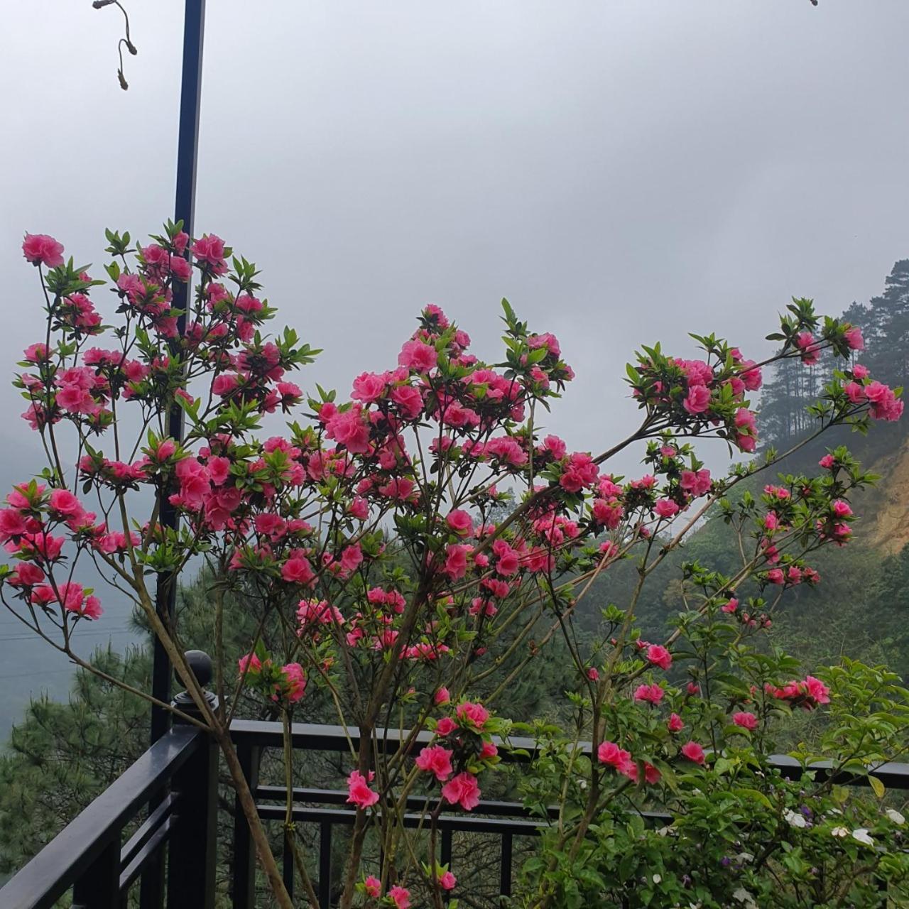 Phượng Chi Homestay Venuestay