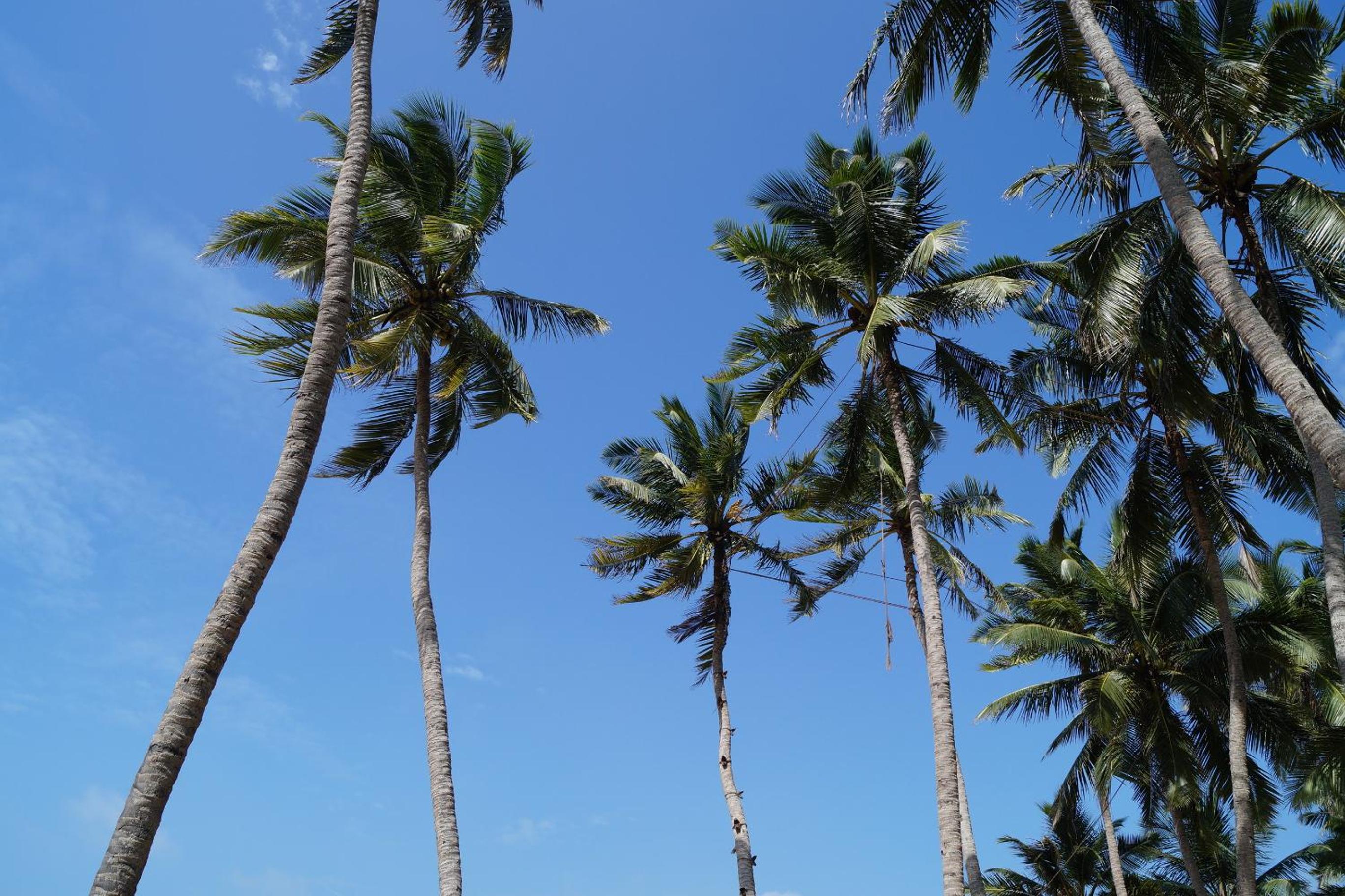 Sri Beach Bungalows And Villa