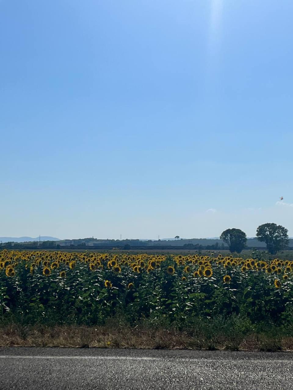 Photo 45