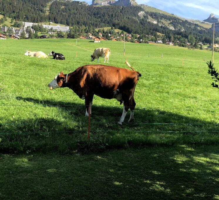 Studio dans un chalet avec jardin privatif