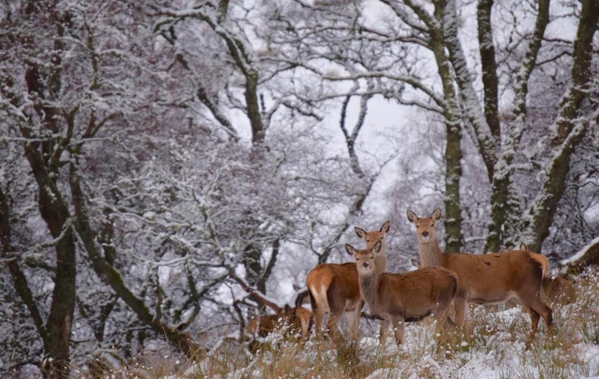 Lochside Lodge