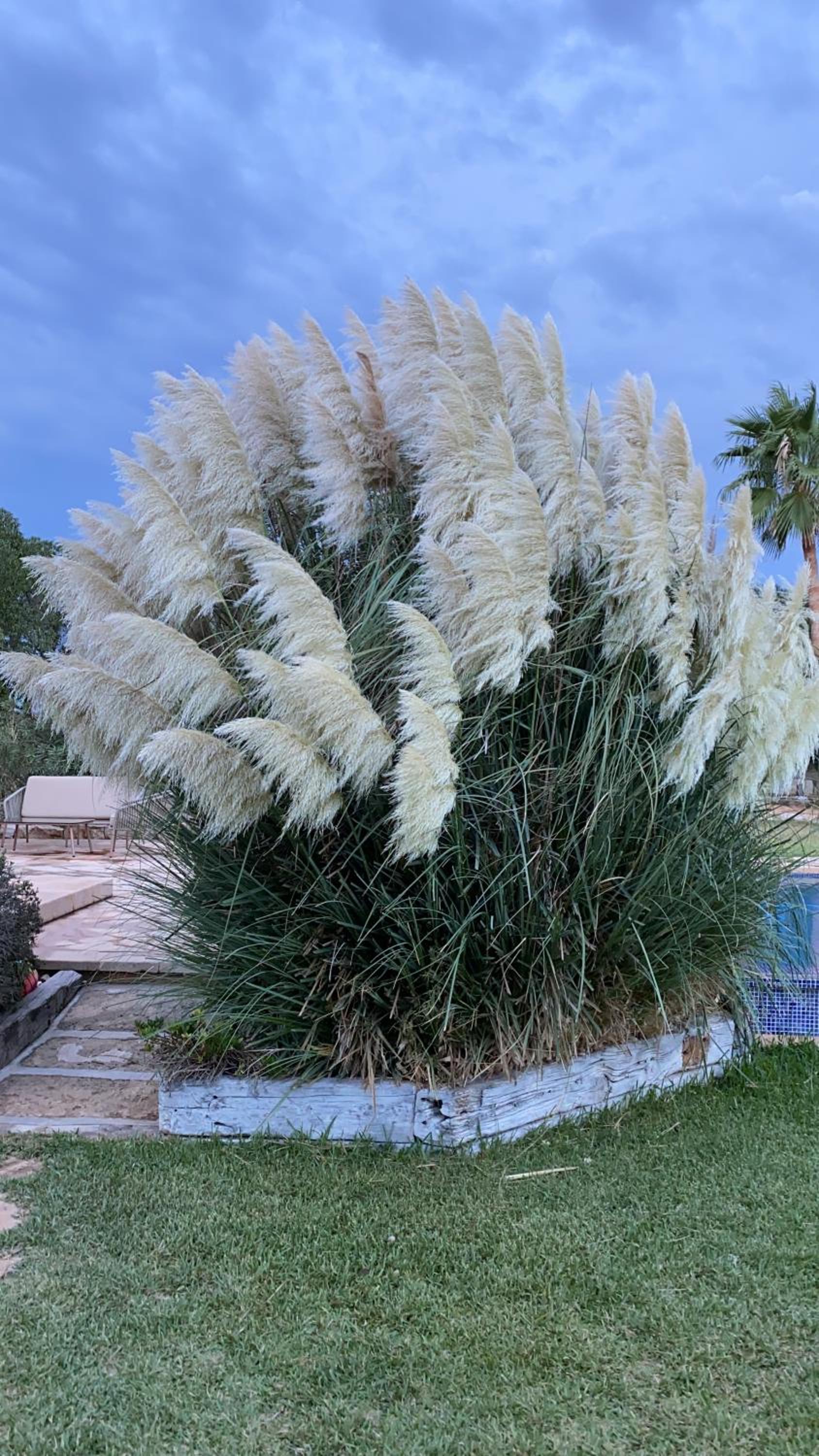 Mallorca Finca Gallo Negro Santanyi Campos gesamte Unterkunft Social Media