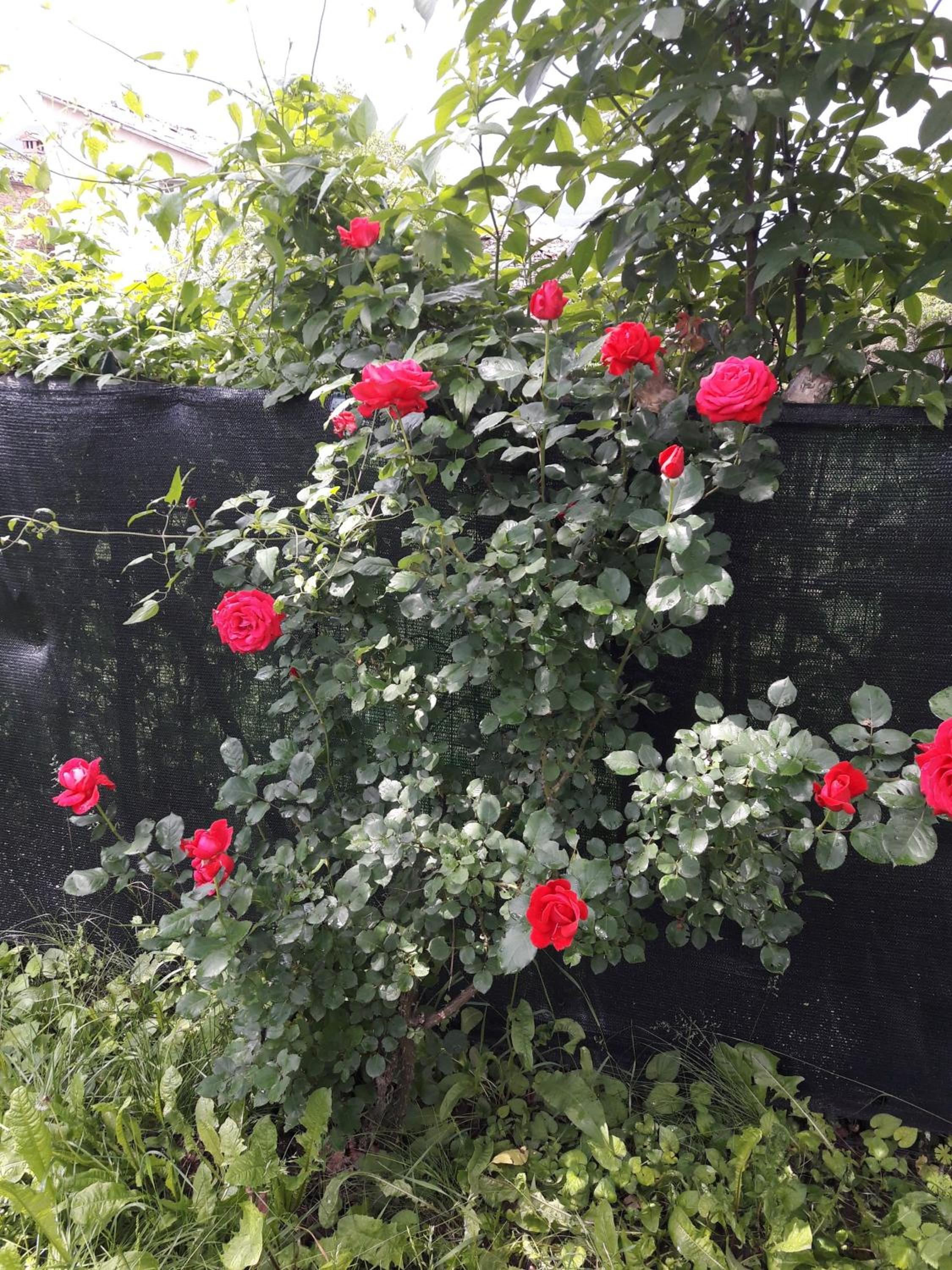 Photo 44