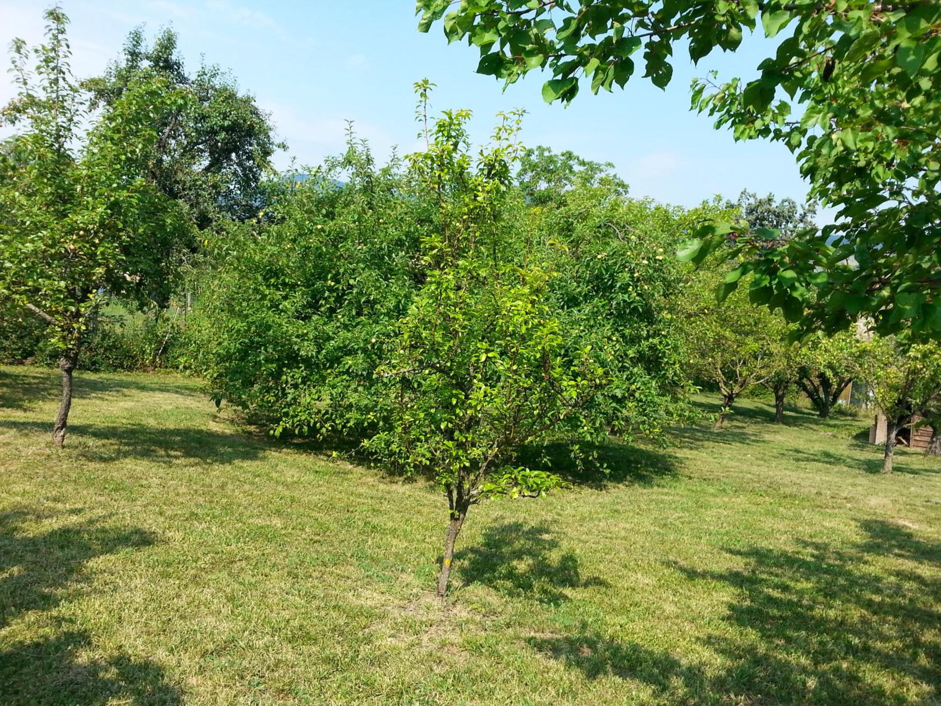 Photo 44