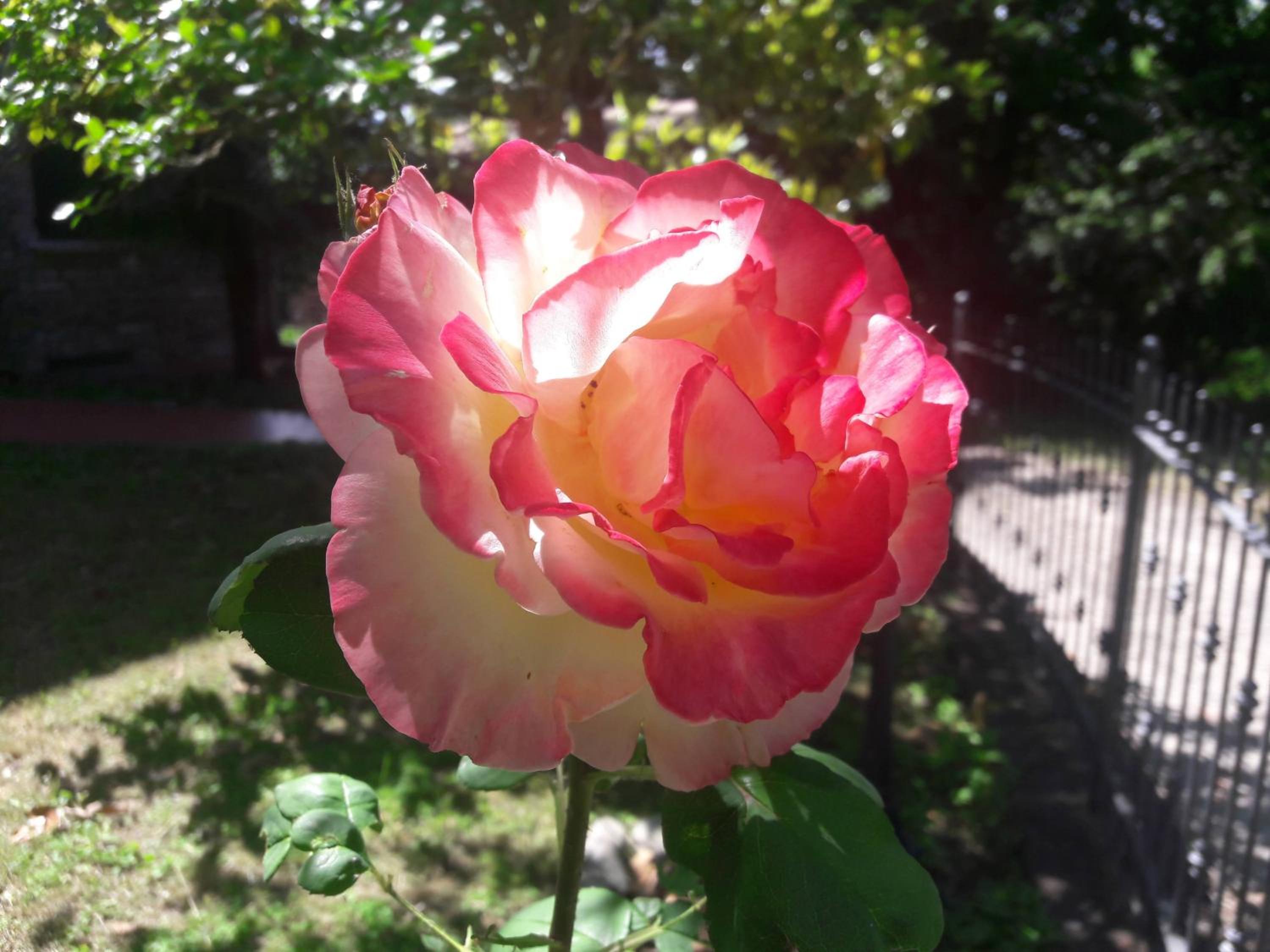 Photo 42
