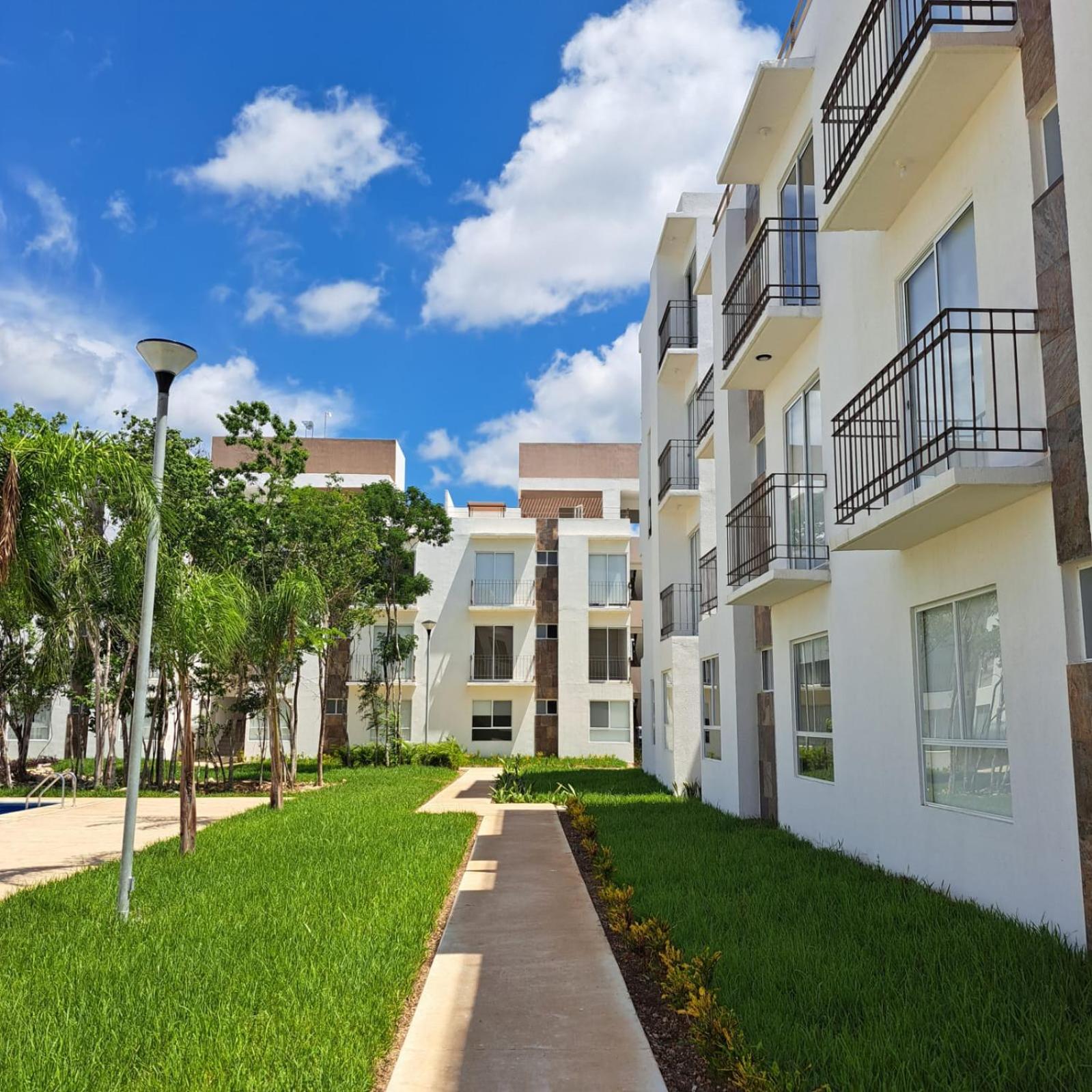 Palma Bambu. view 5