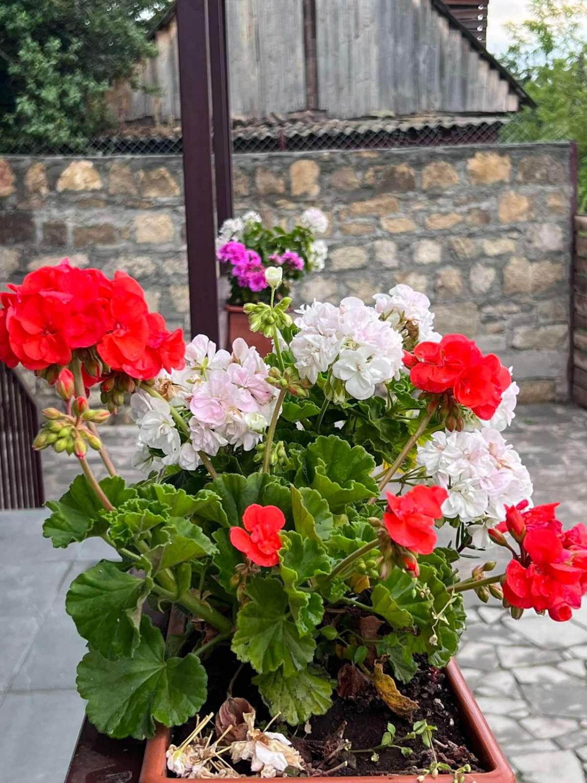 Green Agarak Guest House near Dendropark, Stepanavan