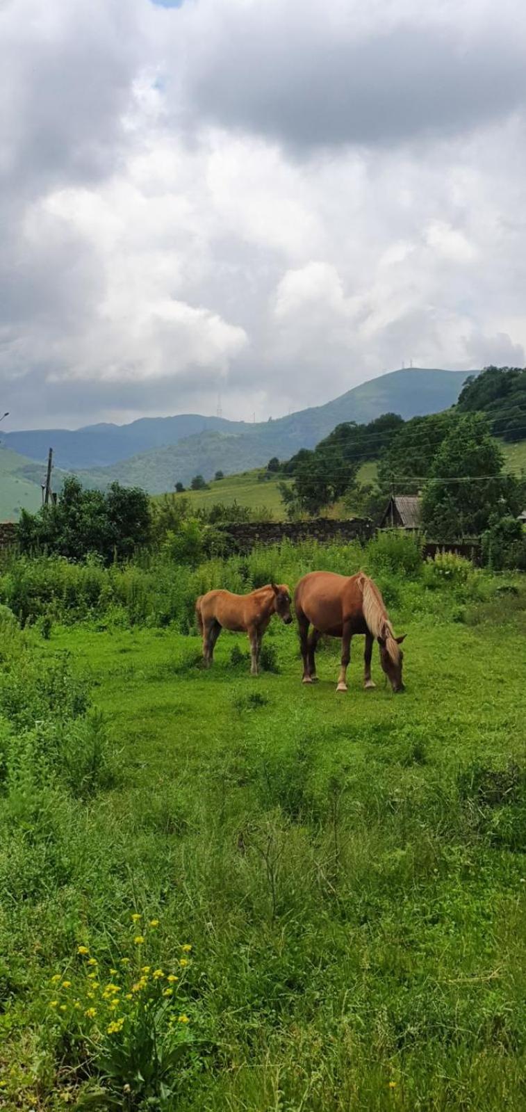 Green Agarak Guest House near Dendropark, Stepanavan
