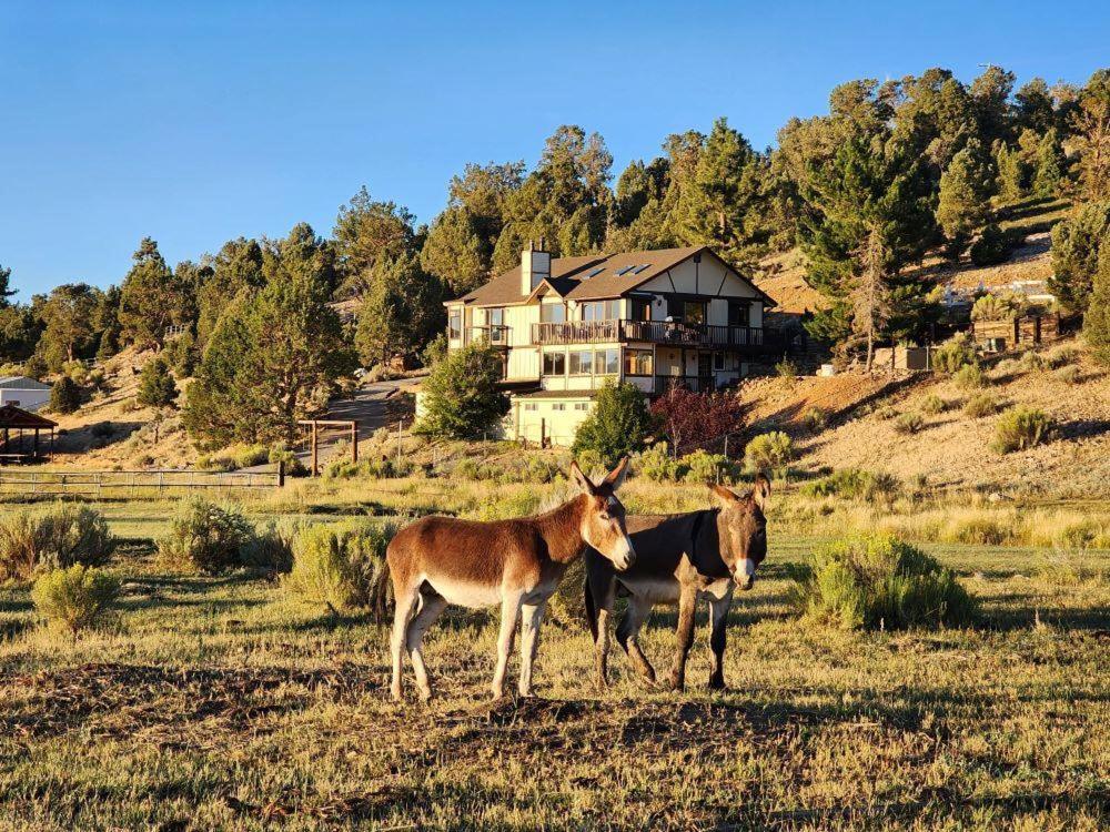 Wild Burro - Close to Lake and Slopes view 3