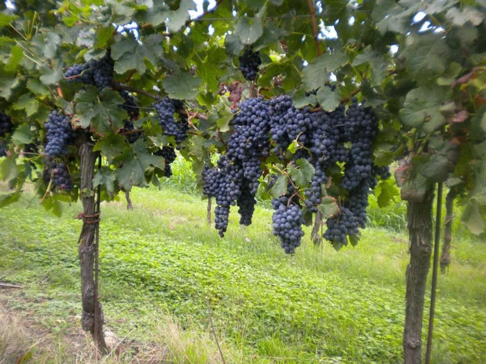 Agriturismo Mazzeracca view 2