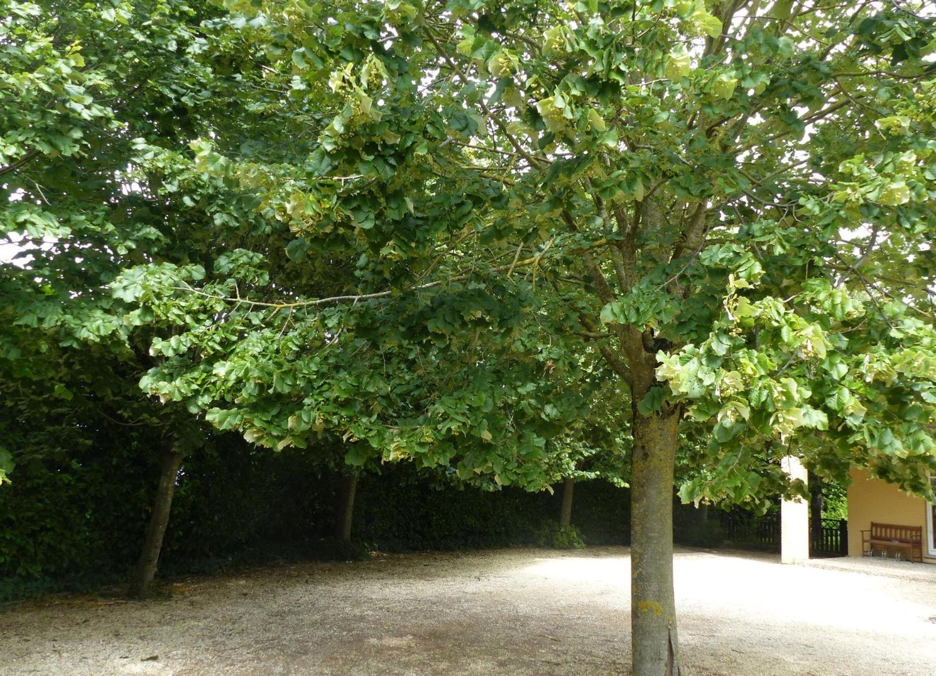 Wood-and-work