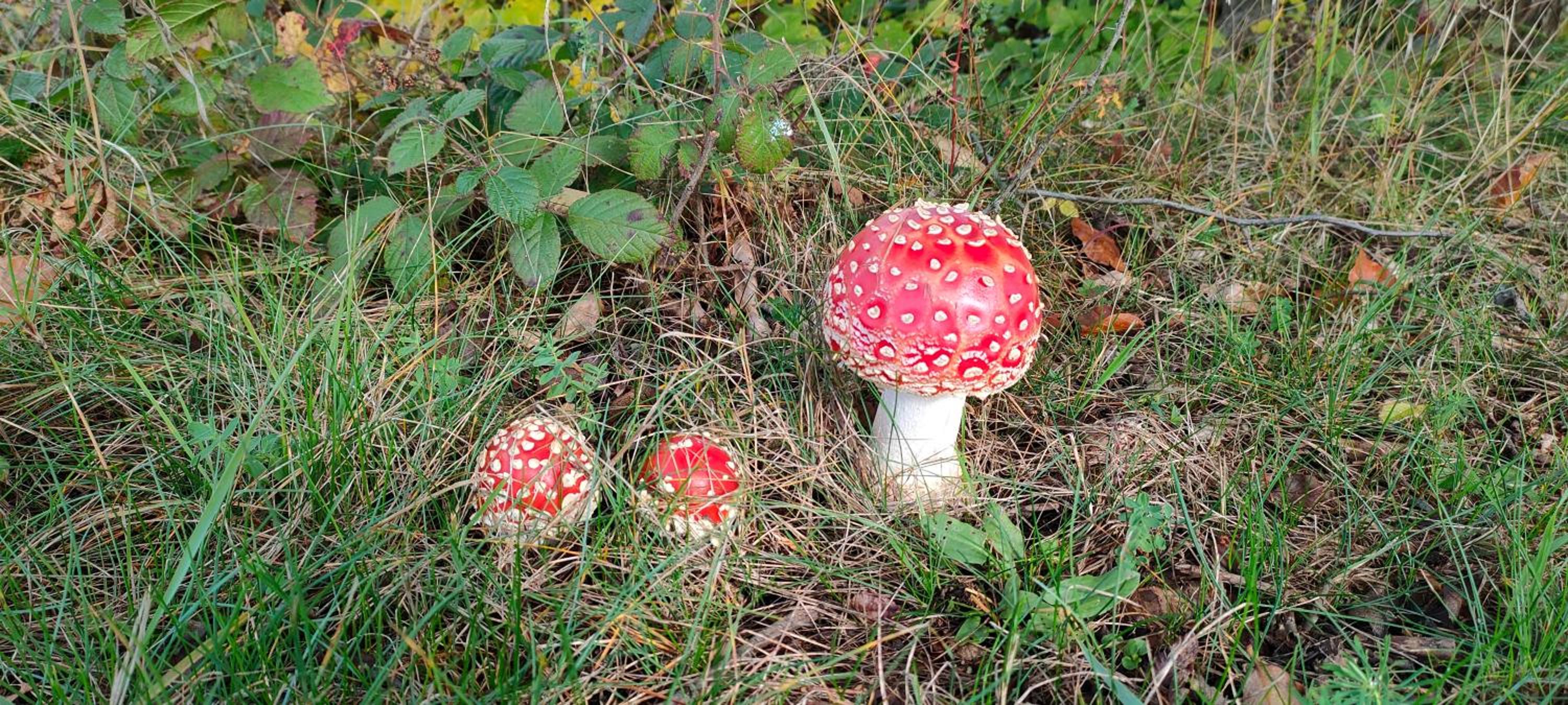 Penzion Tesák-ČERŇAVA