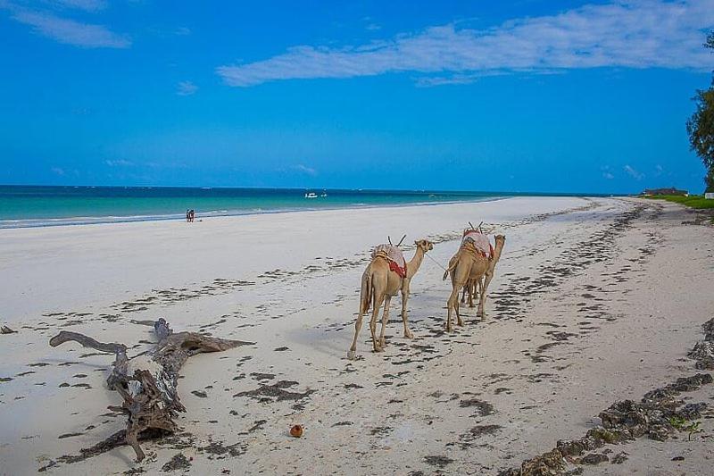 serene house to let in Diani