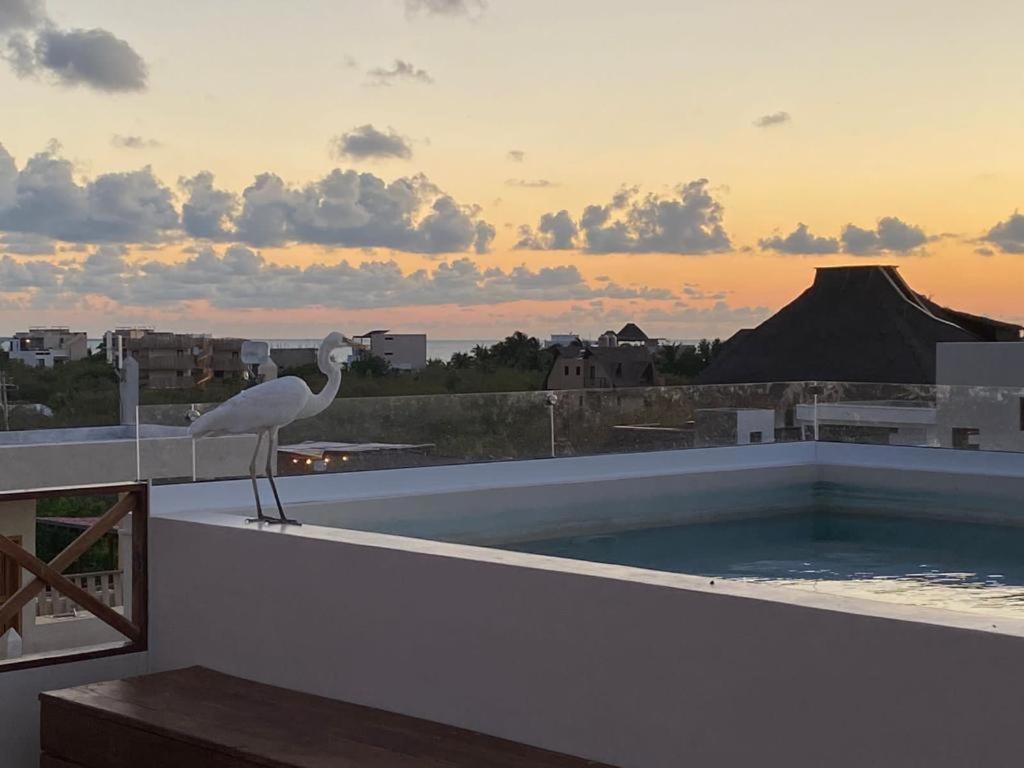 Holbox apartment