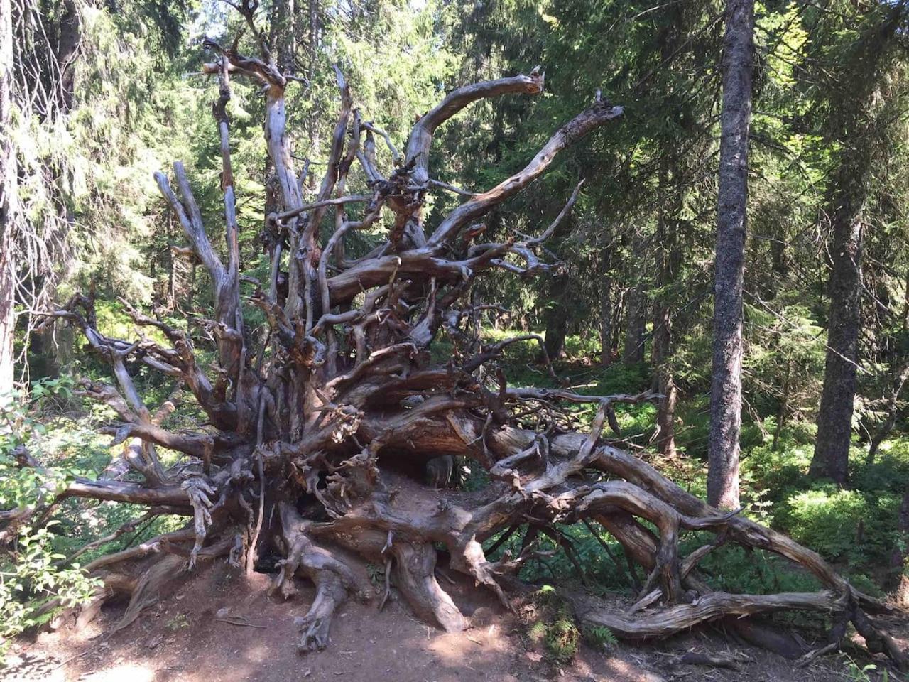 Forest Apartment Menzenschwand