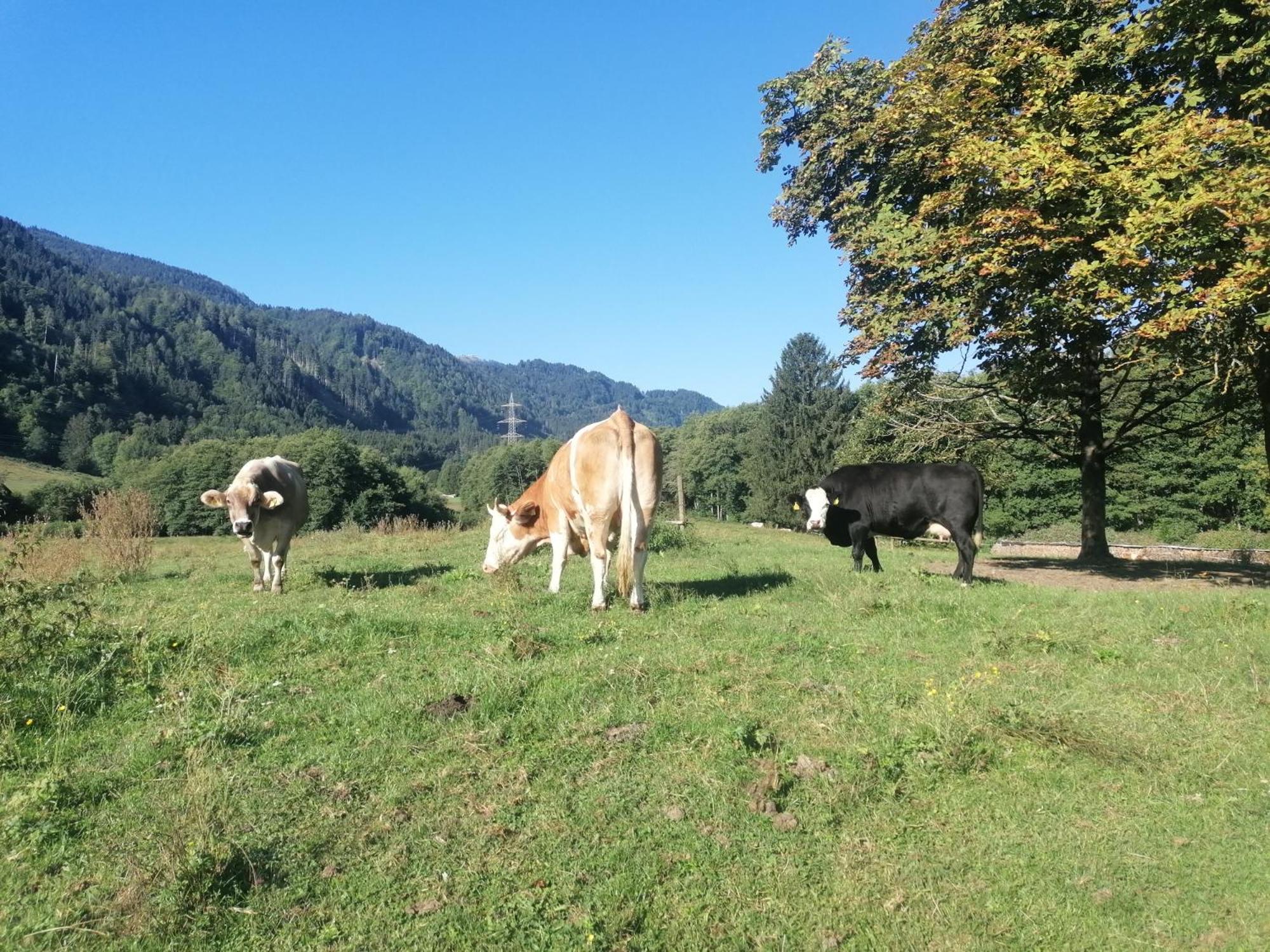 Ferienhaus Tolazzi