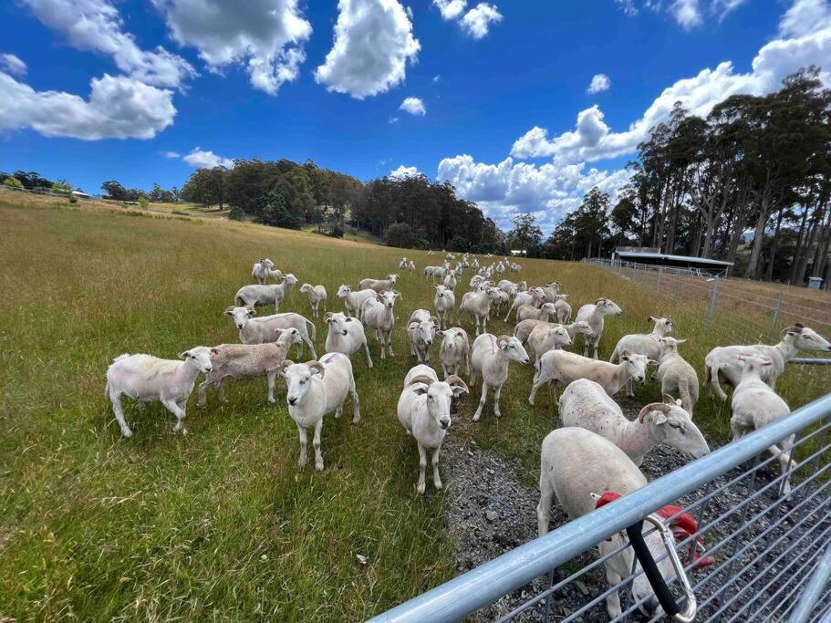 Amaroo with a view set on a 50 Acre Hobby Farm - Property Image 29