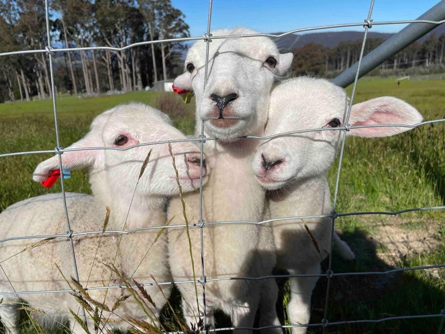 Amaroo with a view set on a 50 Acre Hobby Farm - Property Image 26