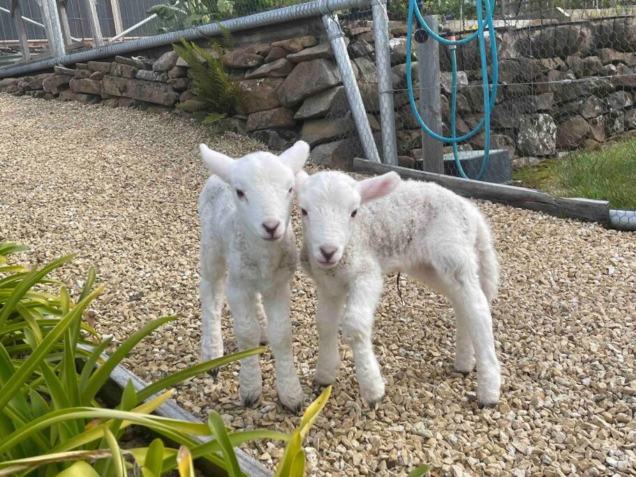 Amaroo with a view set on a 50 Acre Hobby Farm - Property Image 28