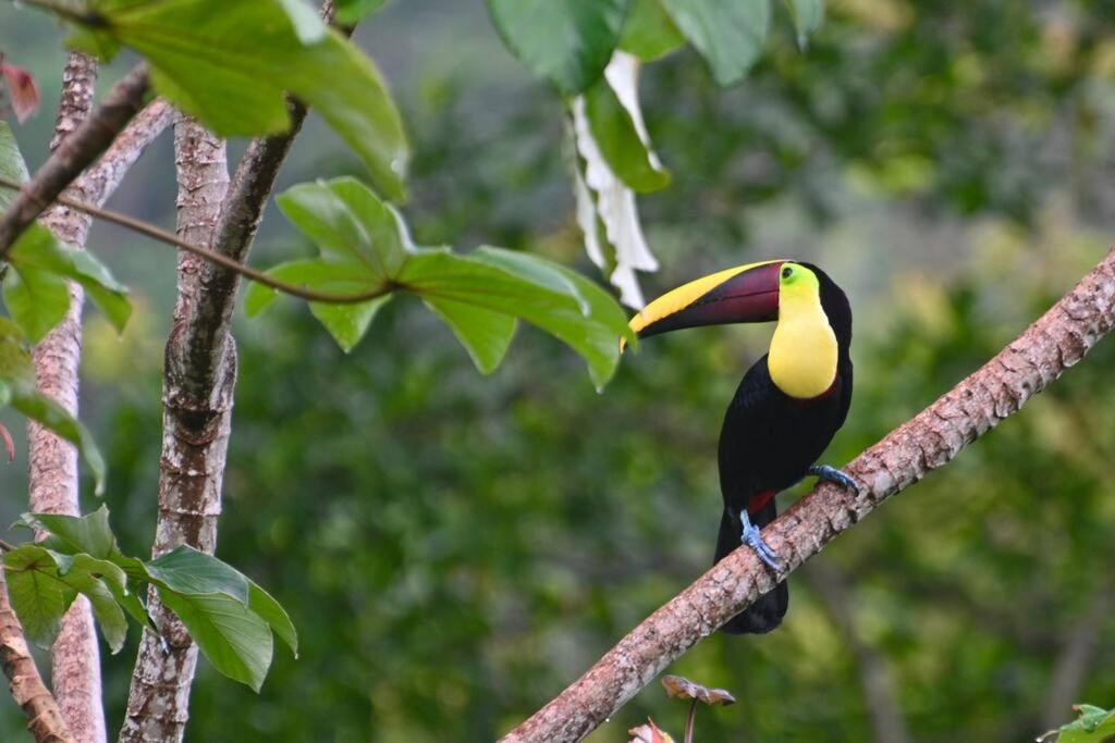 Sharma Costa Rica- Mimosa Casita
