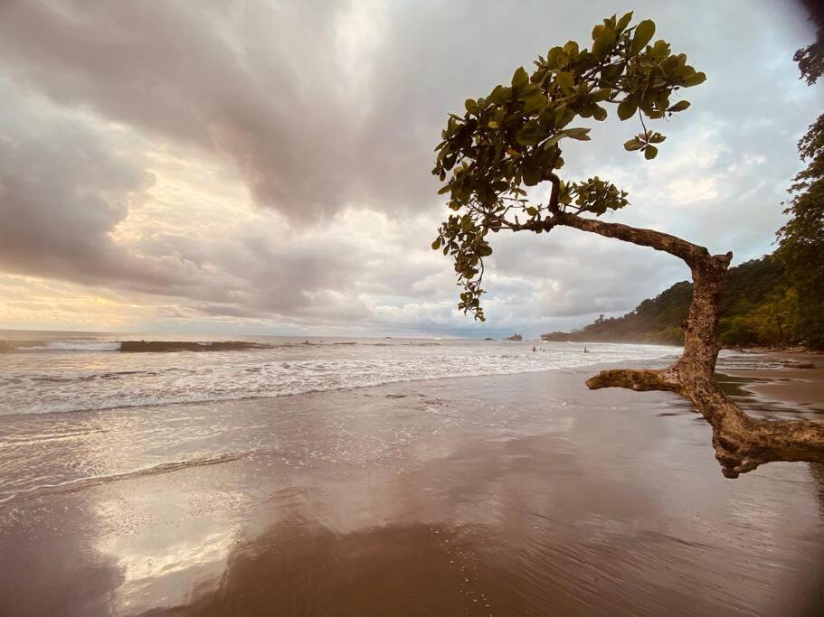 Sharma Costa Rica- Mimosa Casita