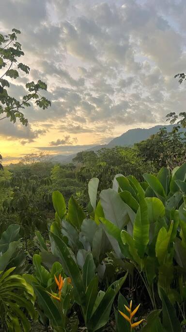 Sharma Costa Rica- Mimosa Casita