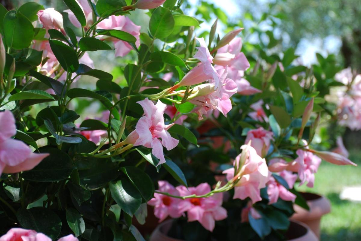 Photo 39