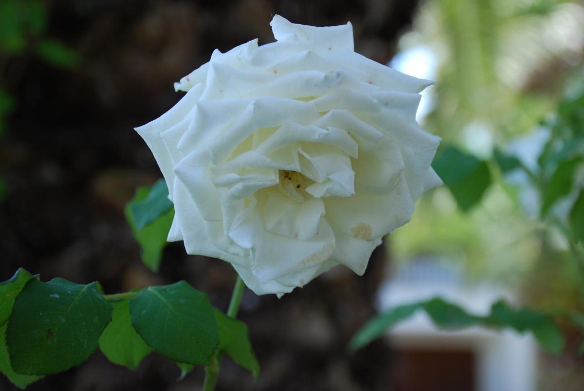 Photo 32