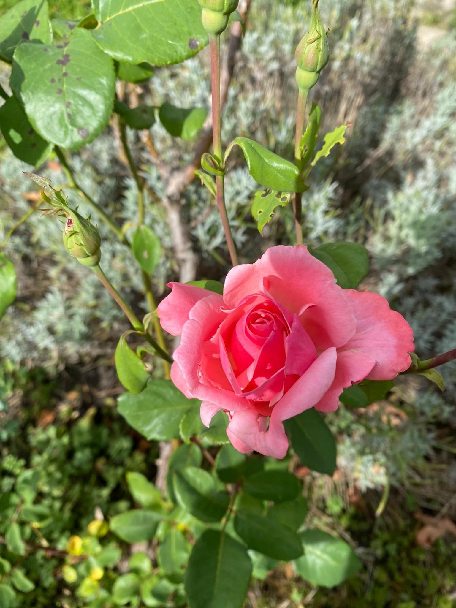 La Maison des Roses