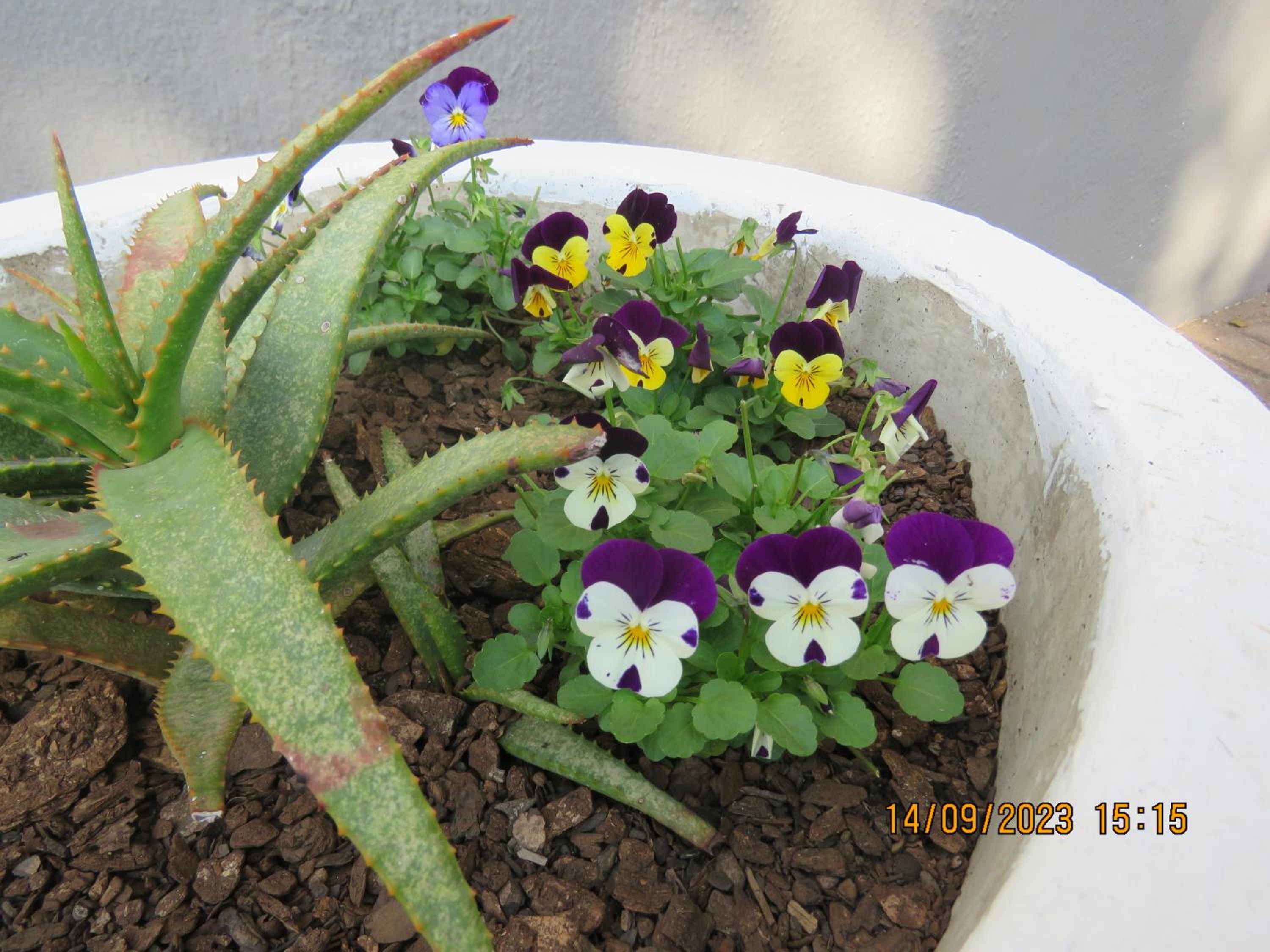 Photo 26