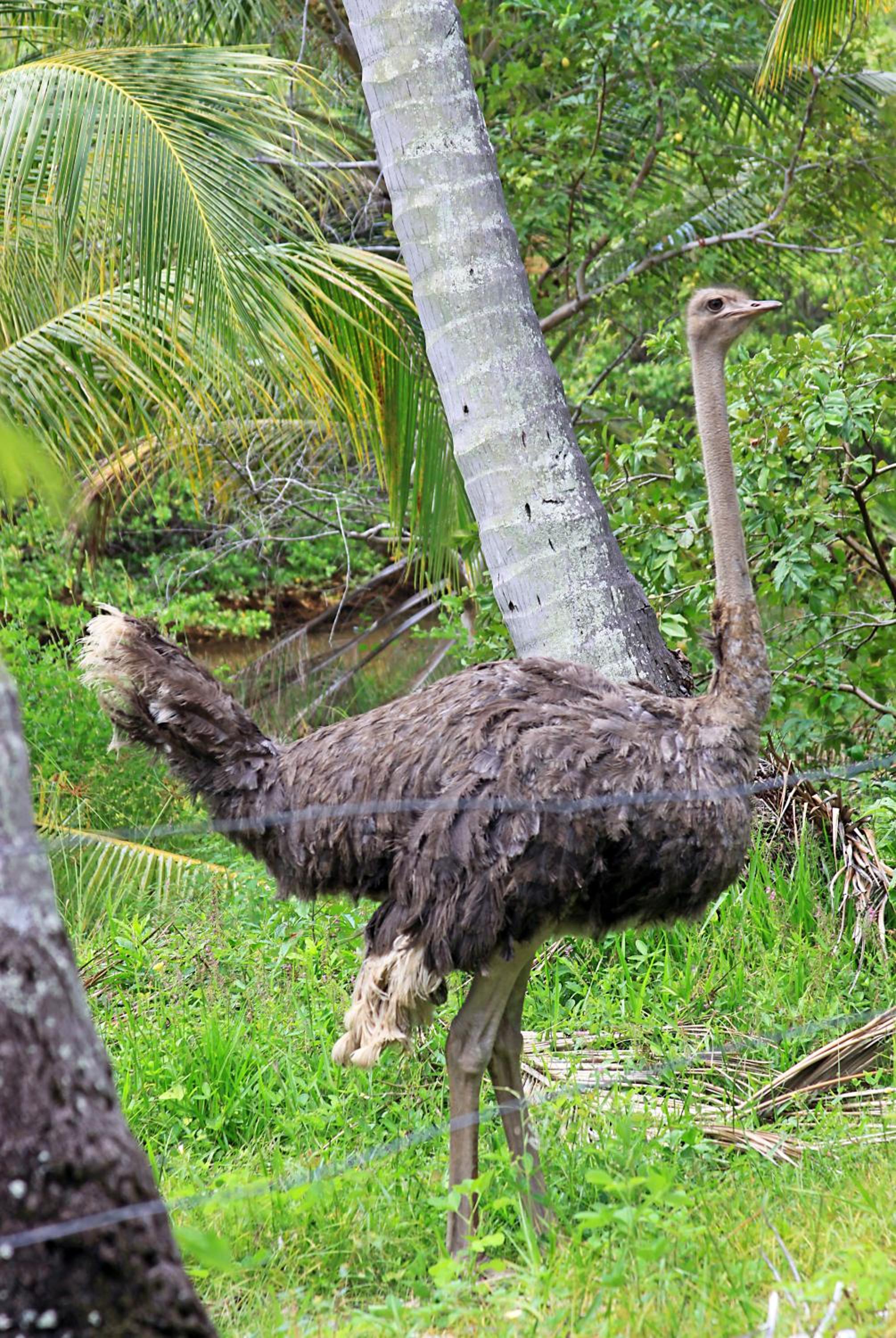 Eco Pousada Paraíso dos Coqueirais