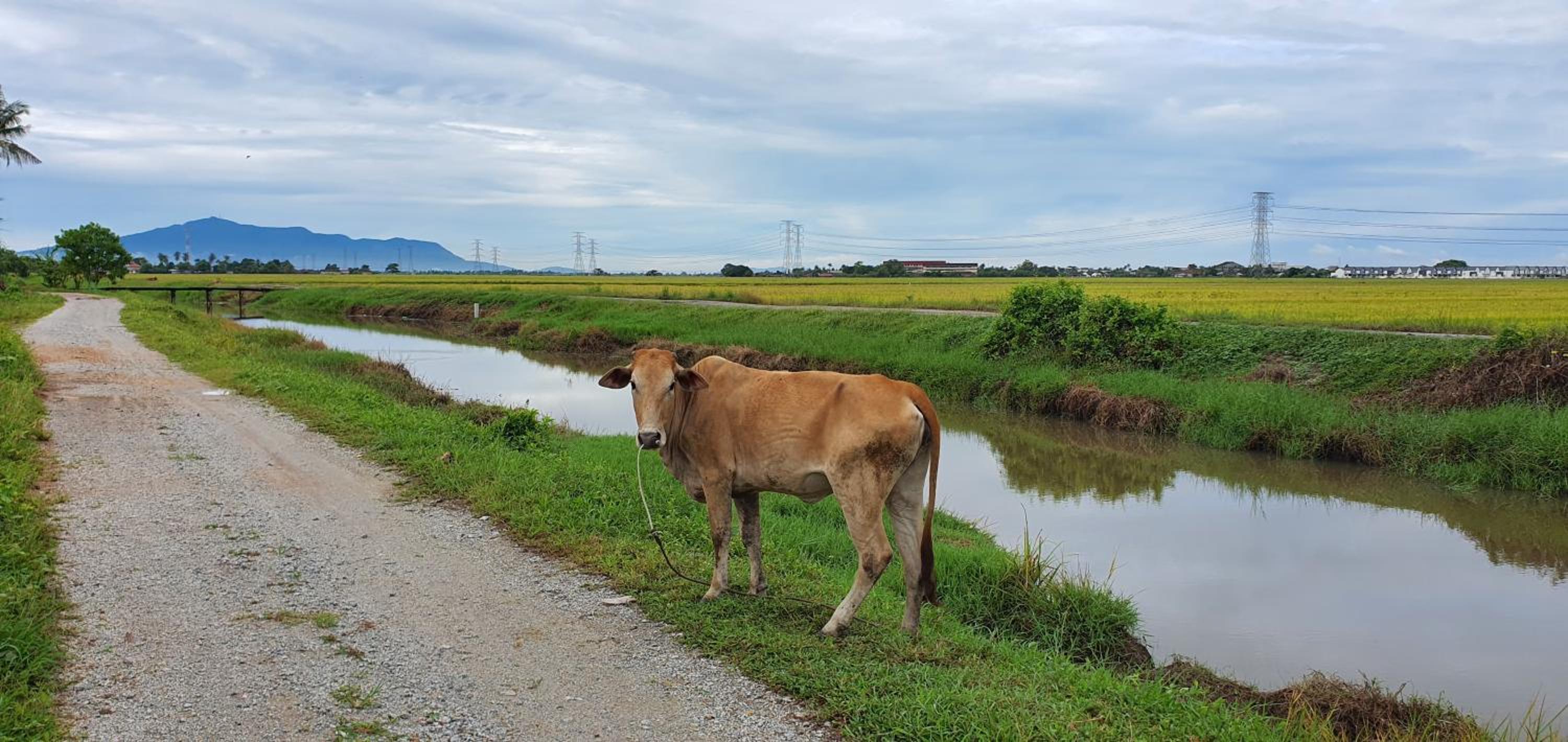 Paddy Farm Cottage 鄉田民宿 (Full Aircon + Karaoke) photo 6