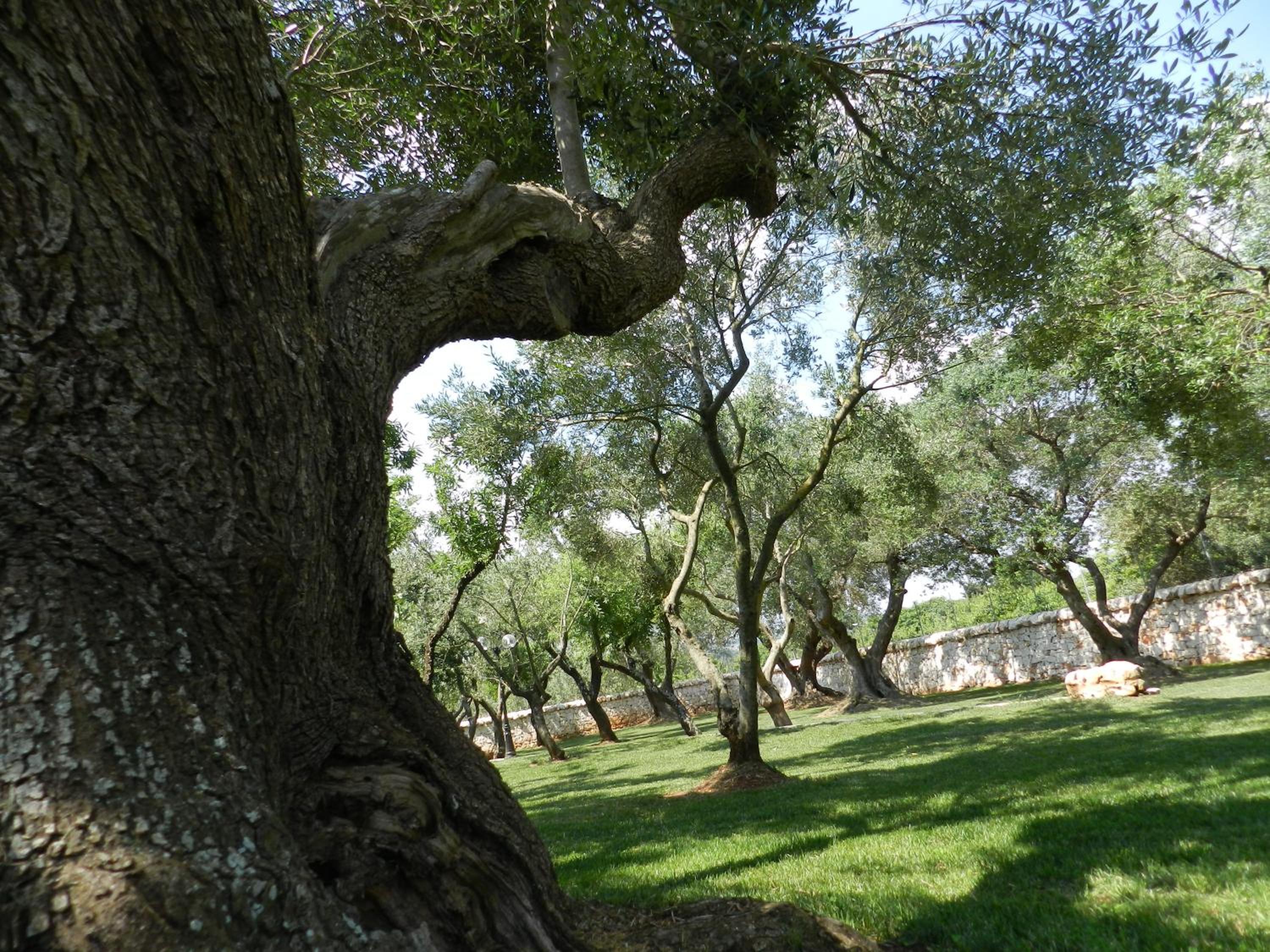 I Trulli Del Nonno Michele
