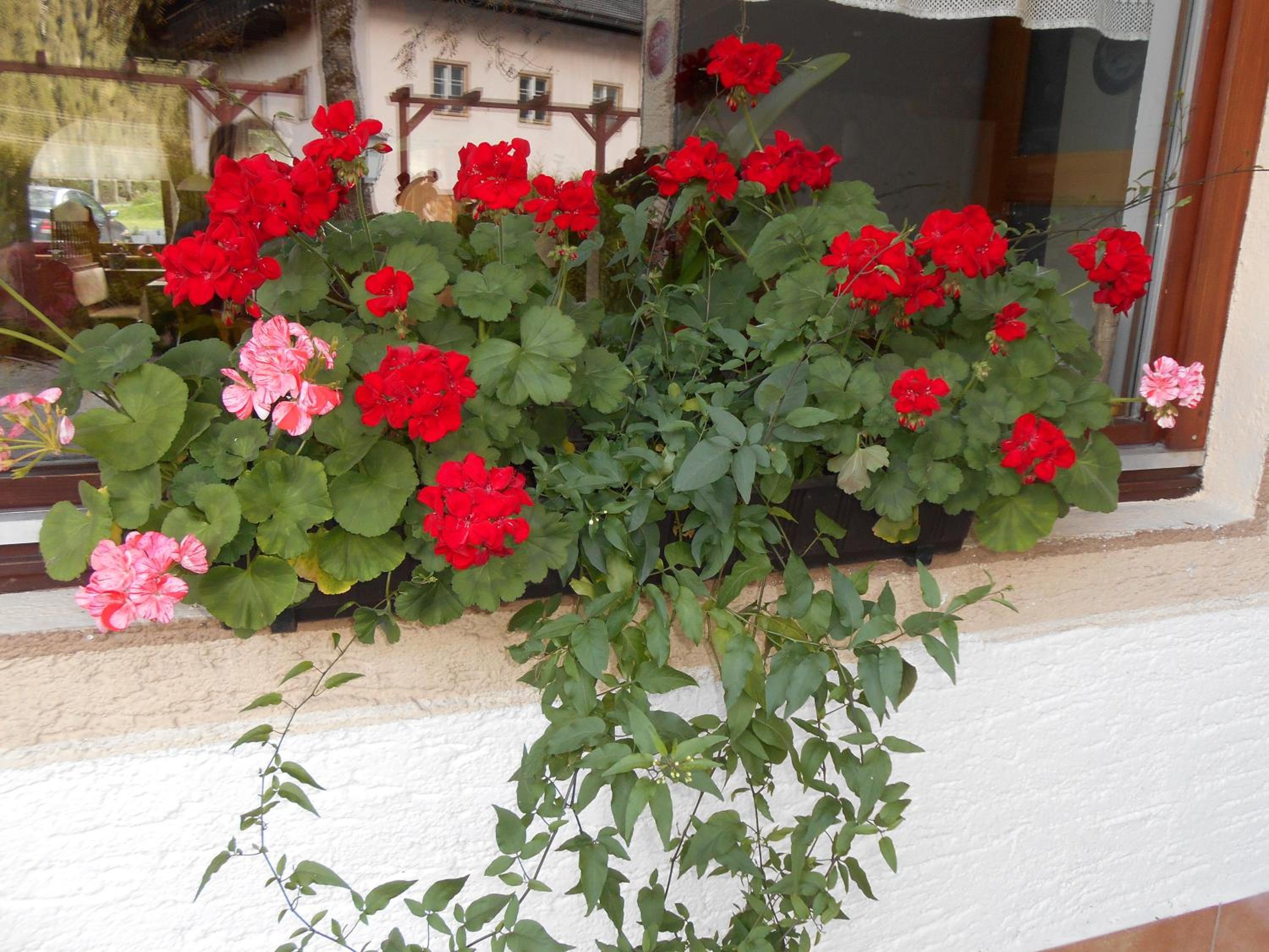 Gasthaus Traube