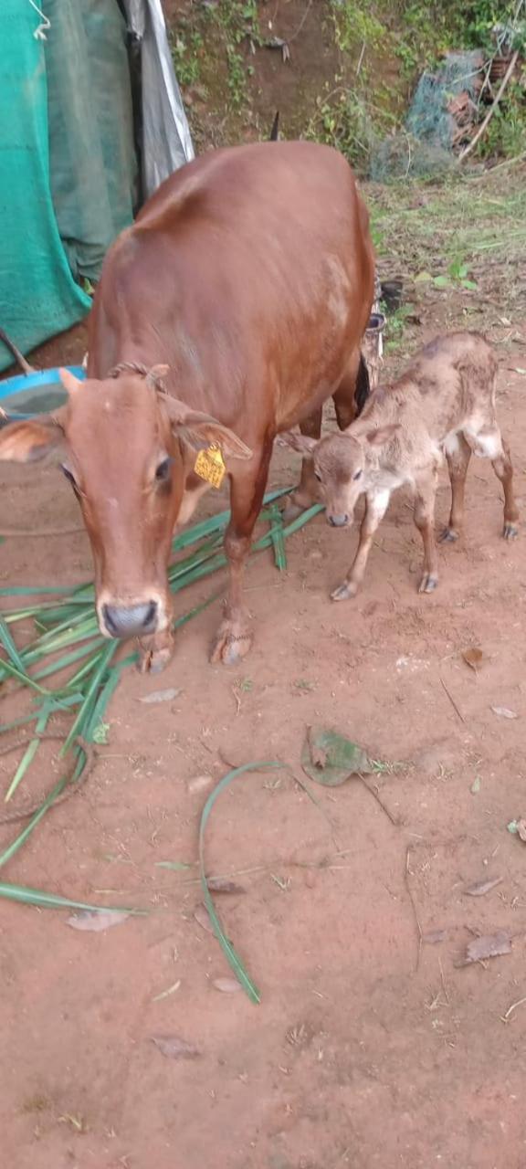 VANASREE FARMSTAY