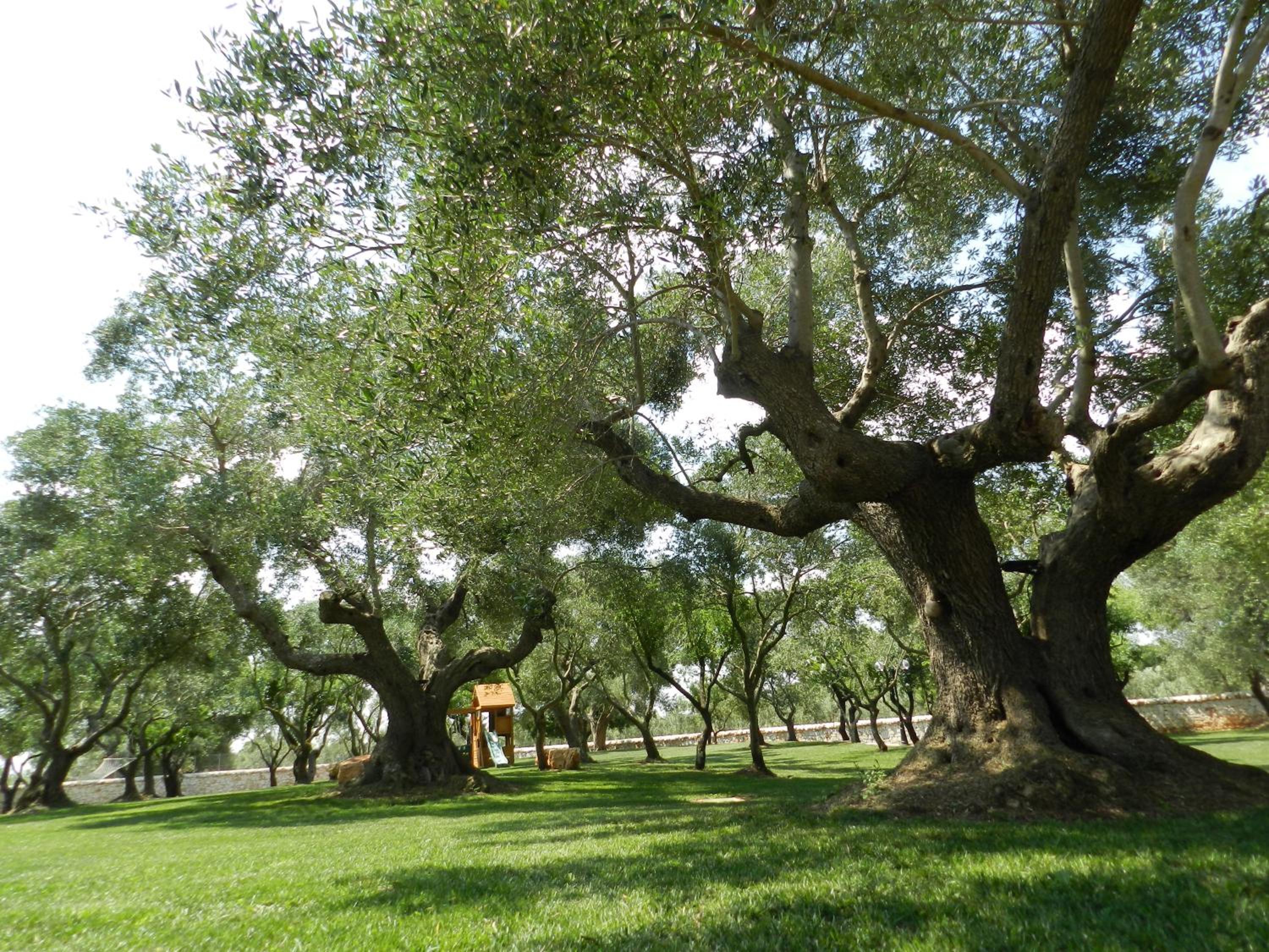I Trulli Del Nonno Michele