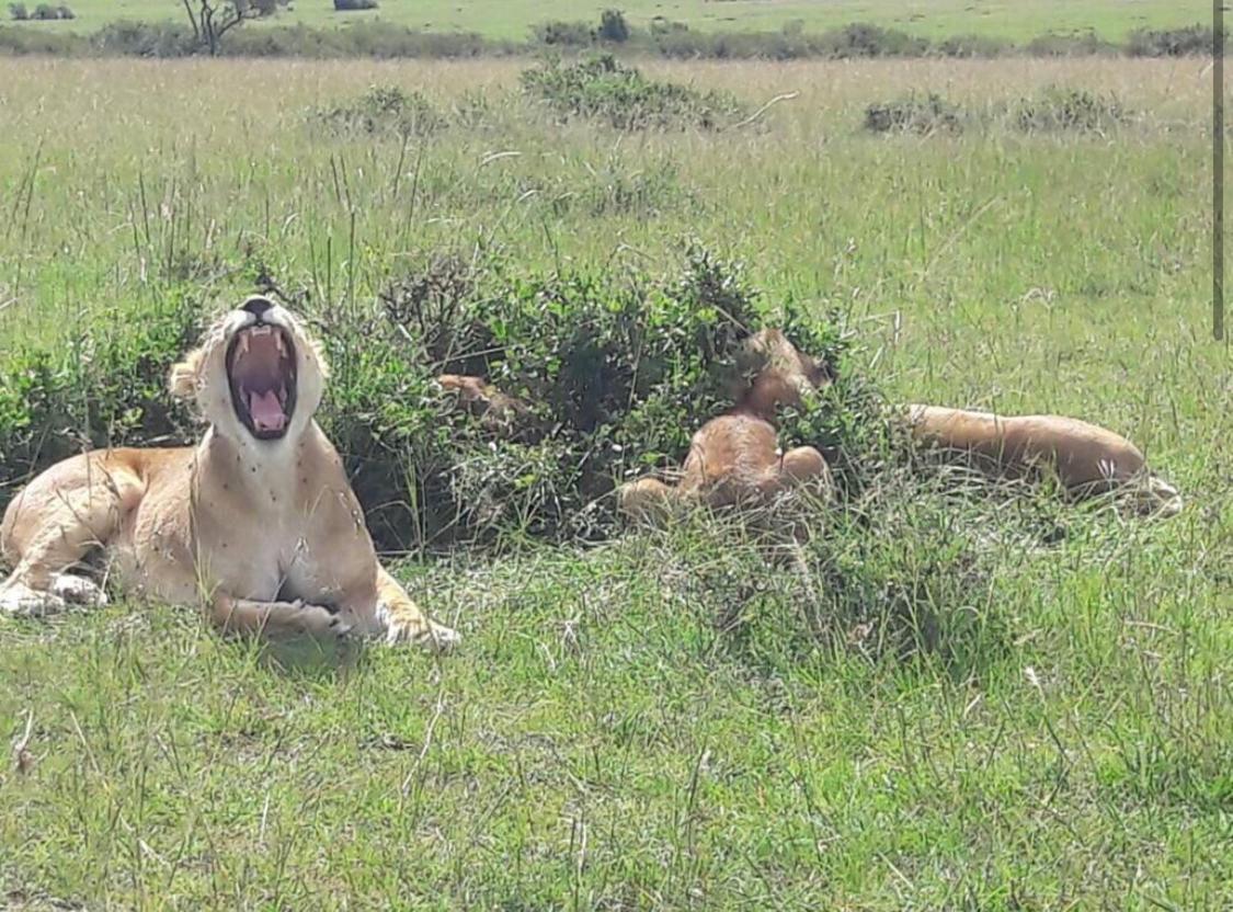 Mara Moon cottages