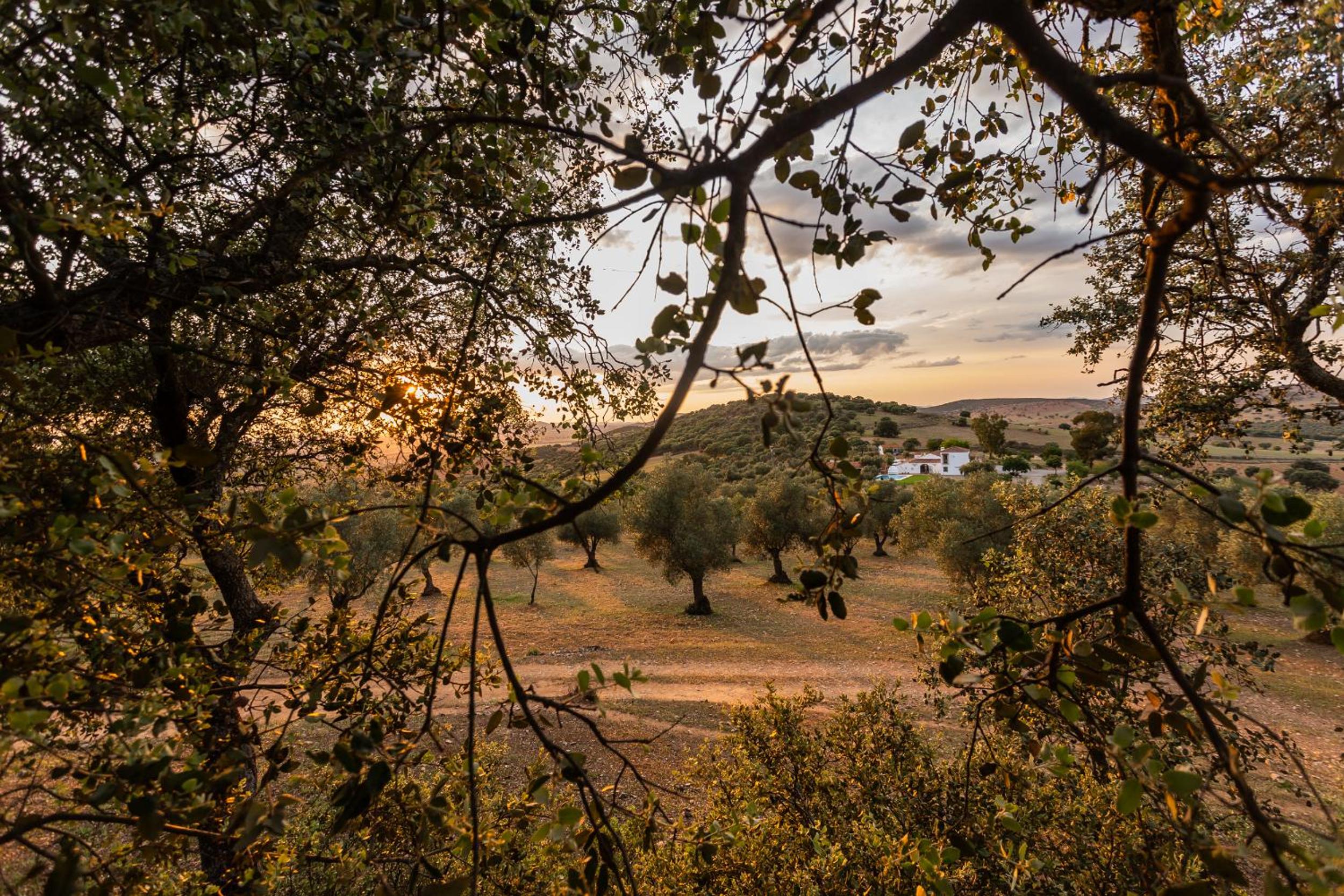 Casa Rural Finca Las Picazas