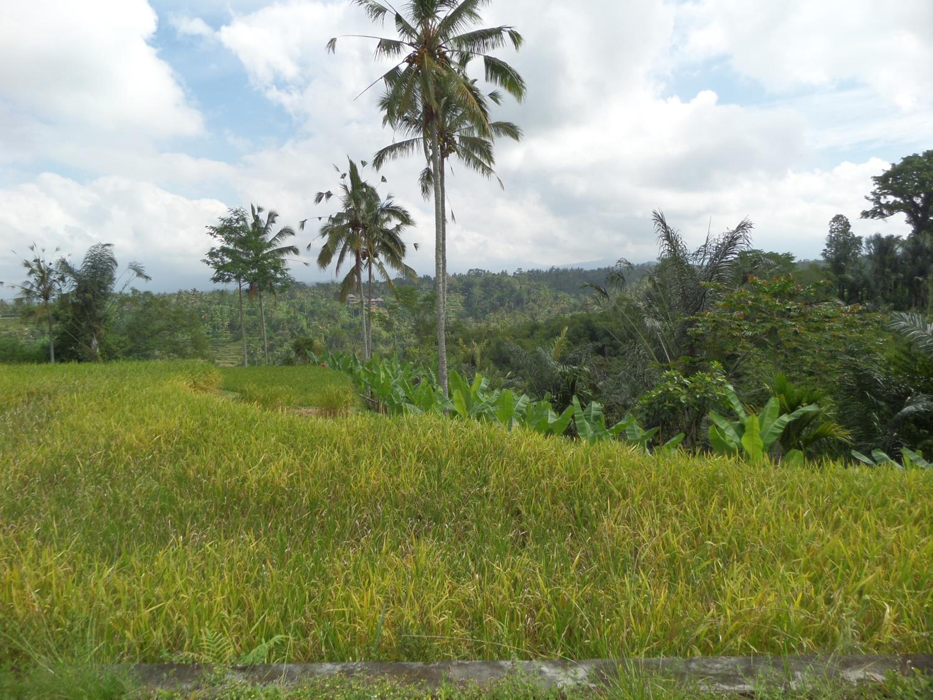 Senetan Villas and Spa Resort