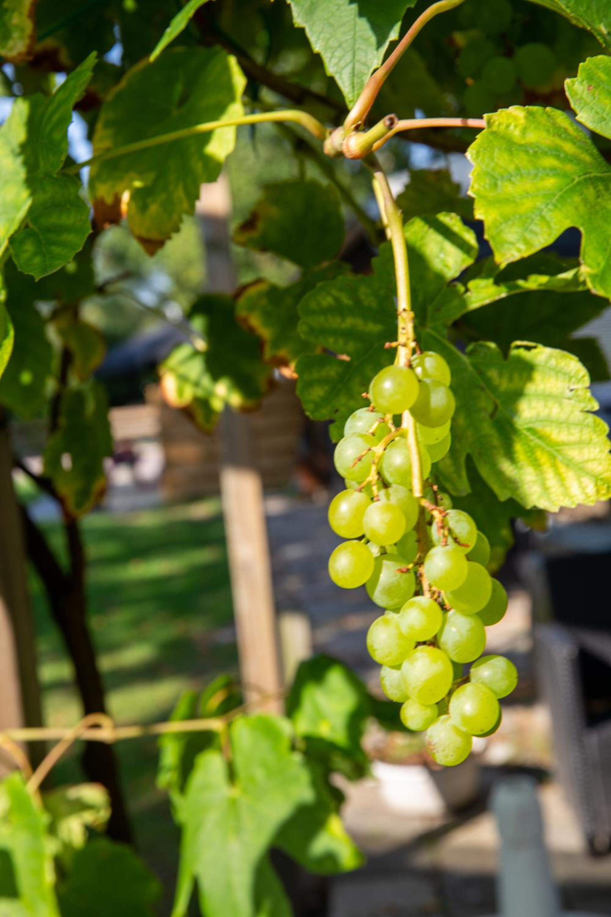 Logies-Spier - Property Image 5