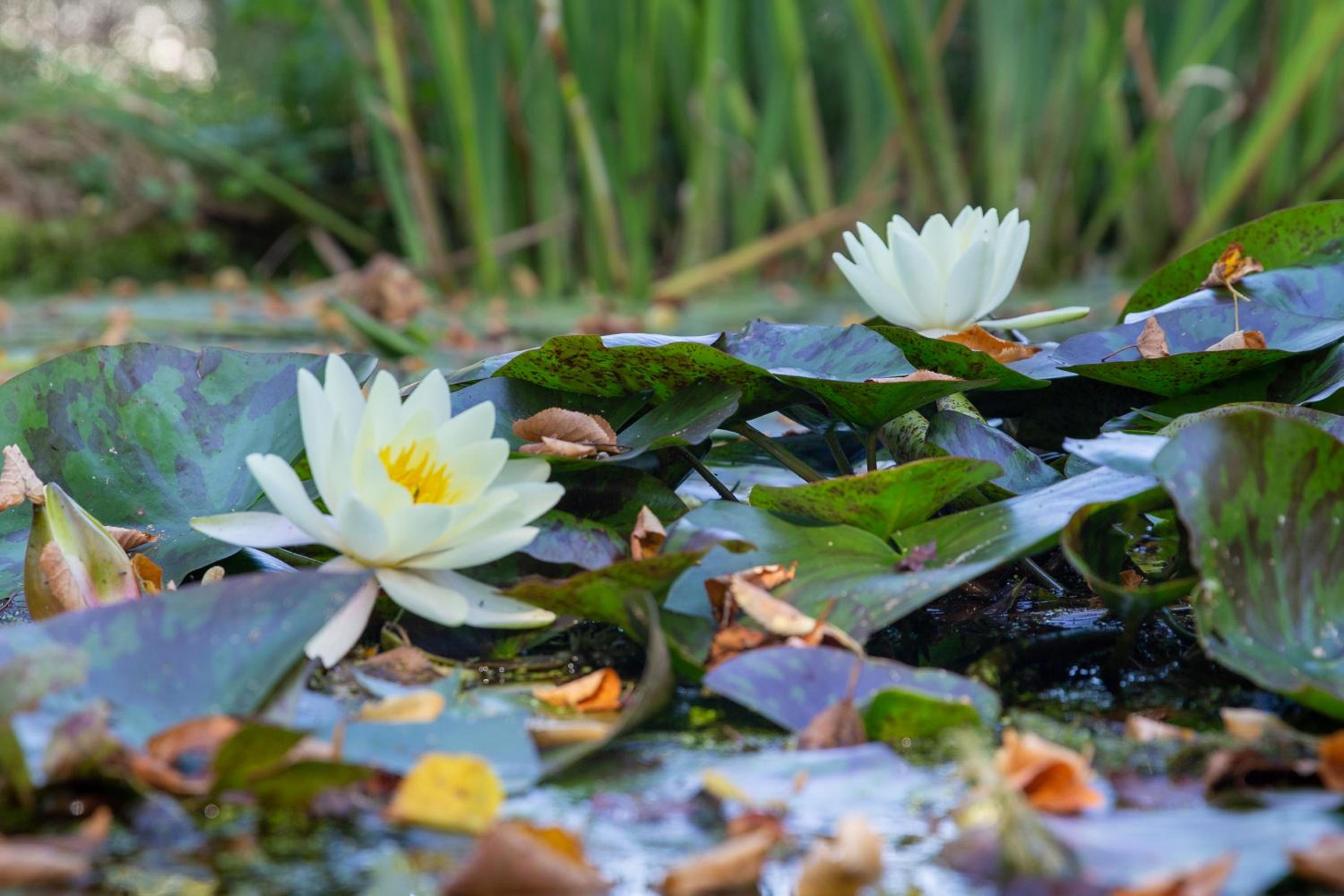 Logies-Spier - Property Image 6