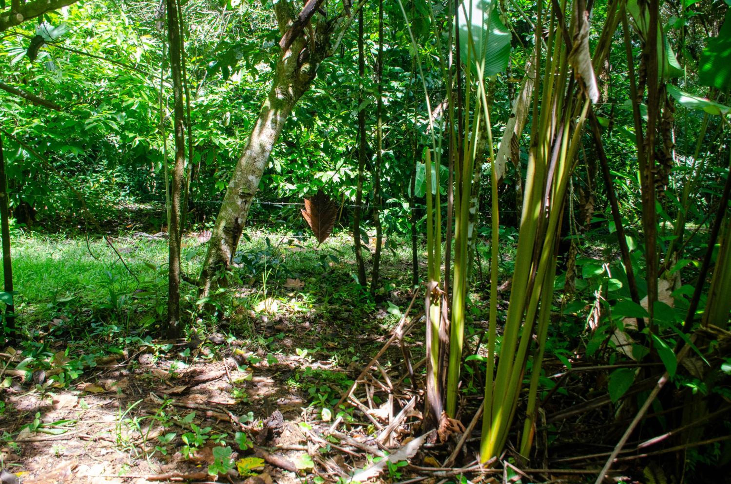 Natural Harmony Cabin