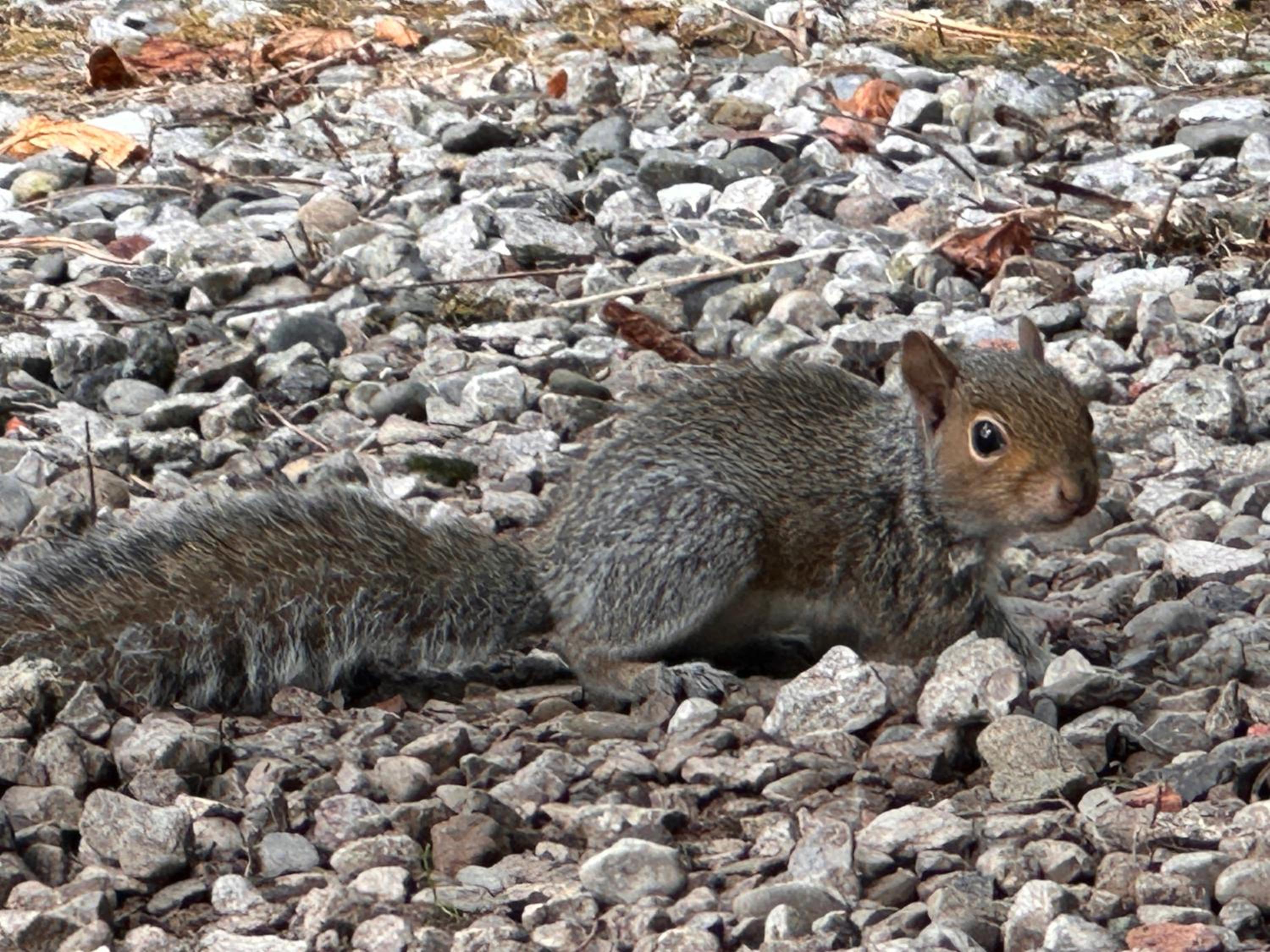 Photo 43